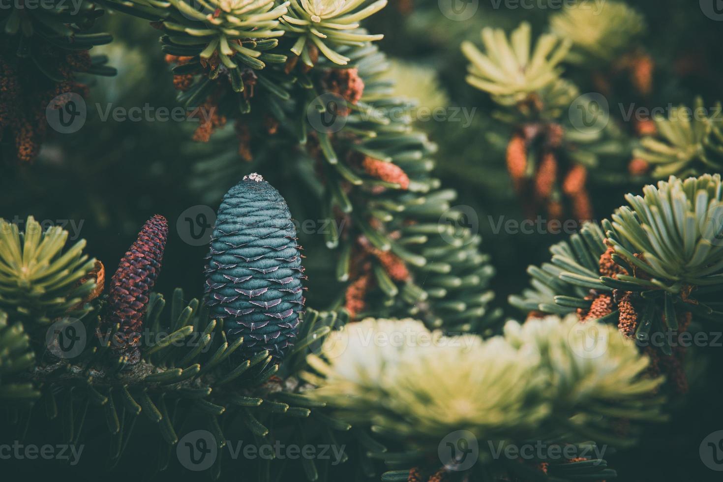 Blau Kiefer Kegel auf das Ast von Nadelbaum im Nahansicht foto