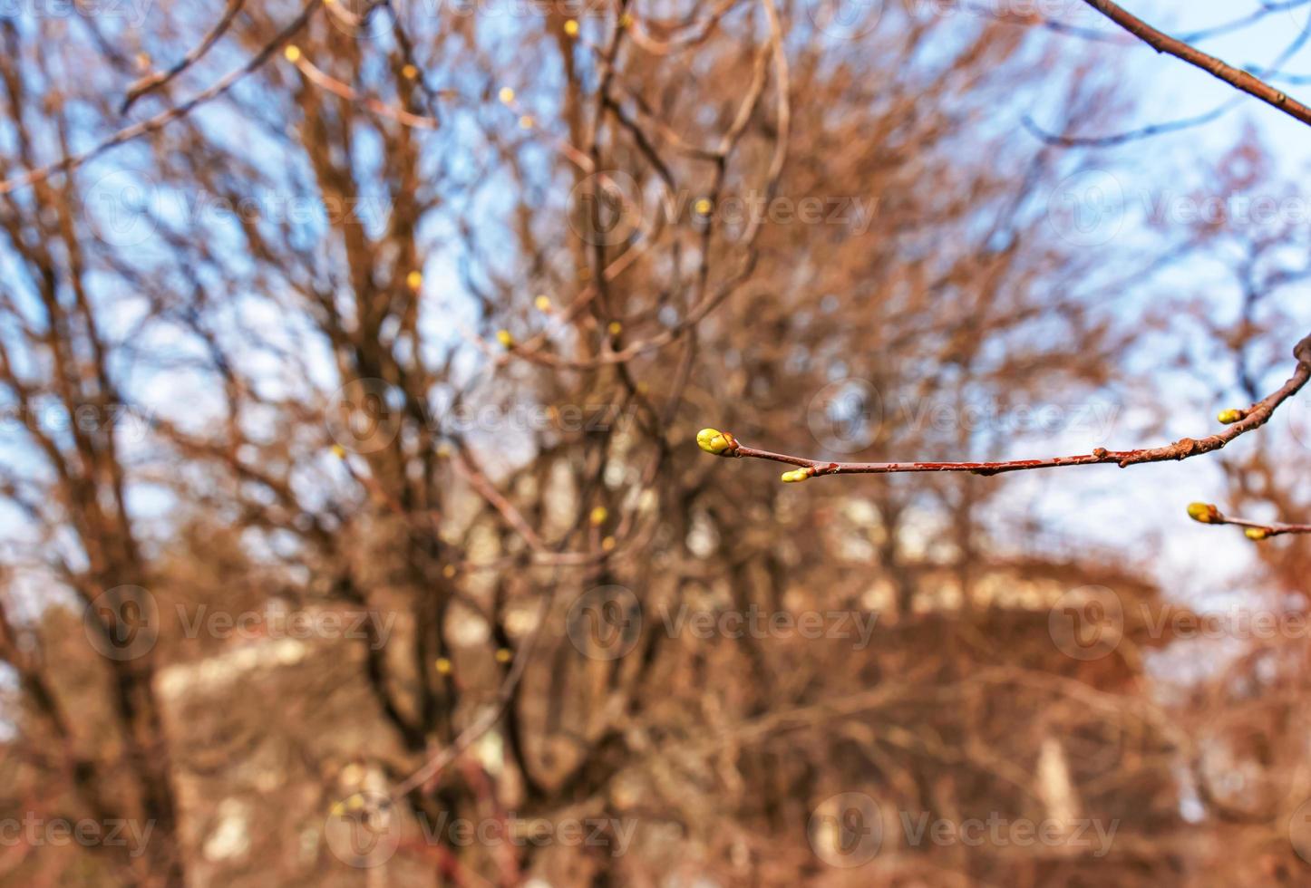 wild Bedienung Baum, Sorbus torminalis, Knospen auf ein Zweig im Frühling foto