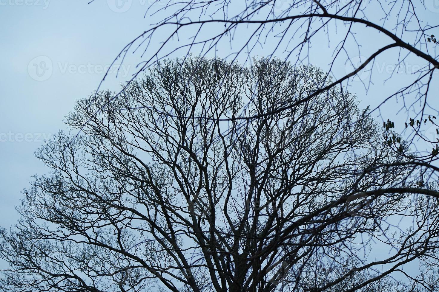 niedrig Winkel Aussicht von Baum und Geäst beim lokal Park foto