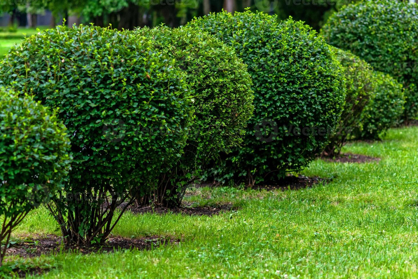 Gebüsch getrimmt in Bälle im das Stadt Park, das Topiary Kunst foto