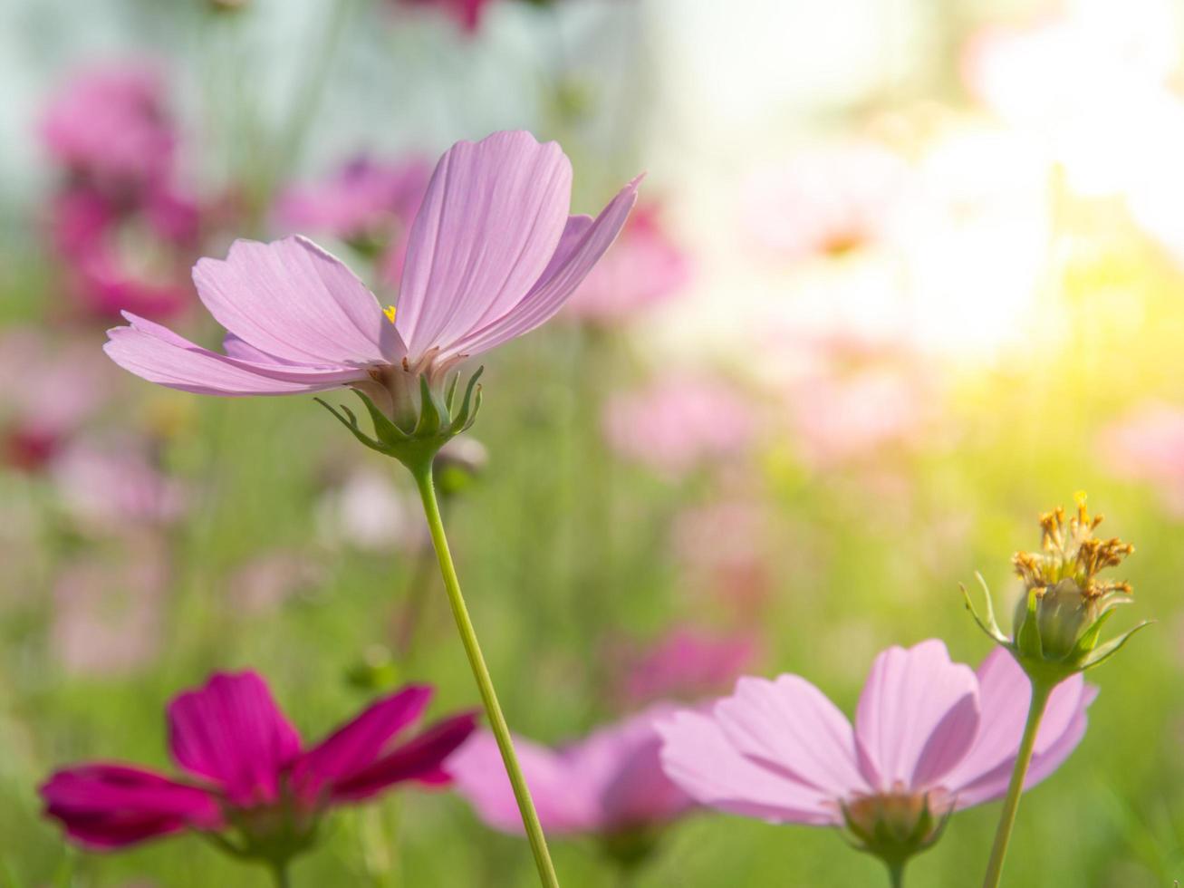 Süss Rosa Kosmos Blumen Blühen draußen, Nachmittag, sonnig, im das botanisch Garten. Kopieren Raum foto