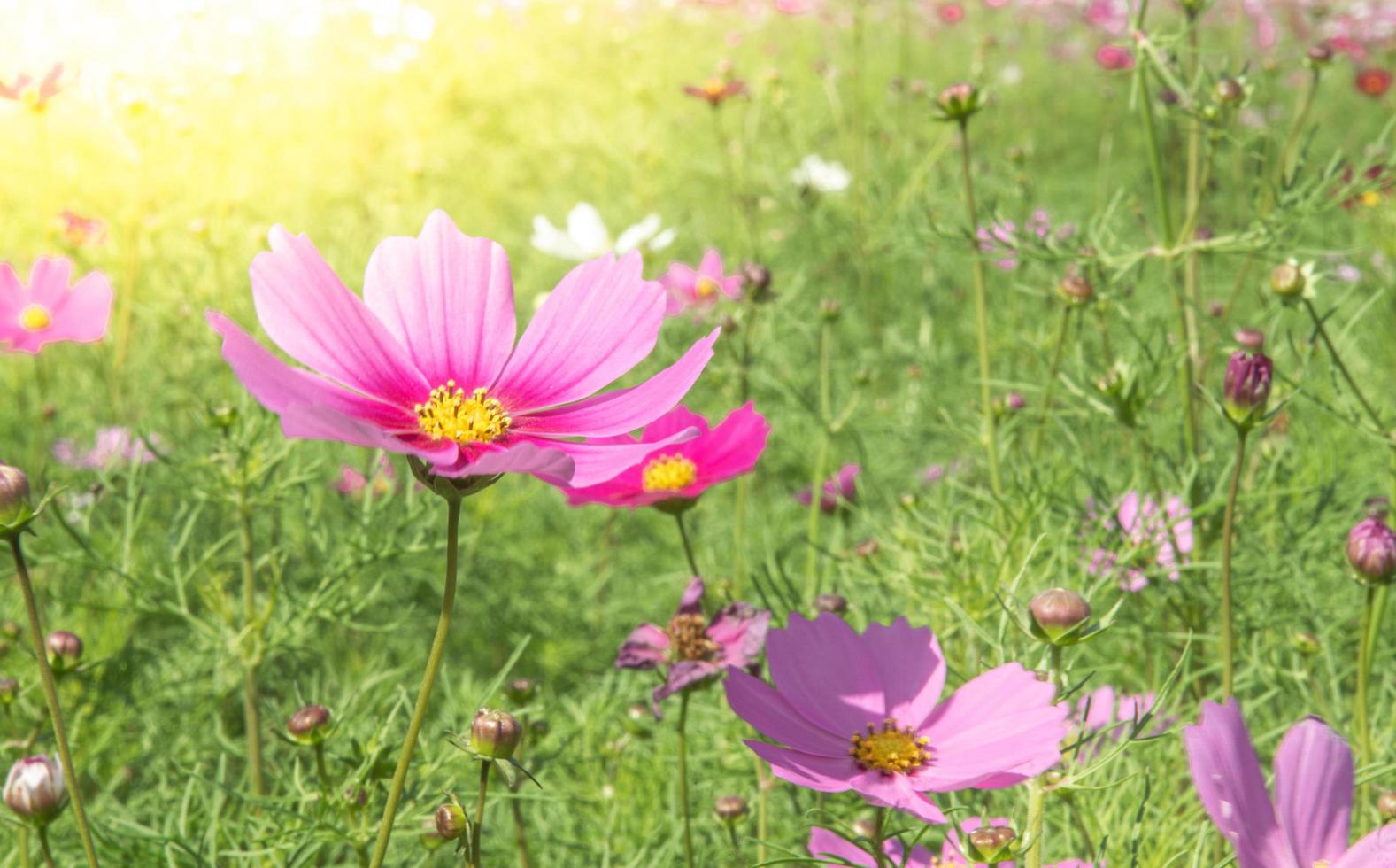 Süss Rosa Kosmos Blumen Blühen draußen, Nachmittag, sonnig, im das botanisch Garten. Kopieren Raum foto