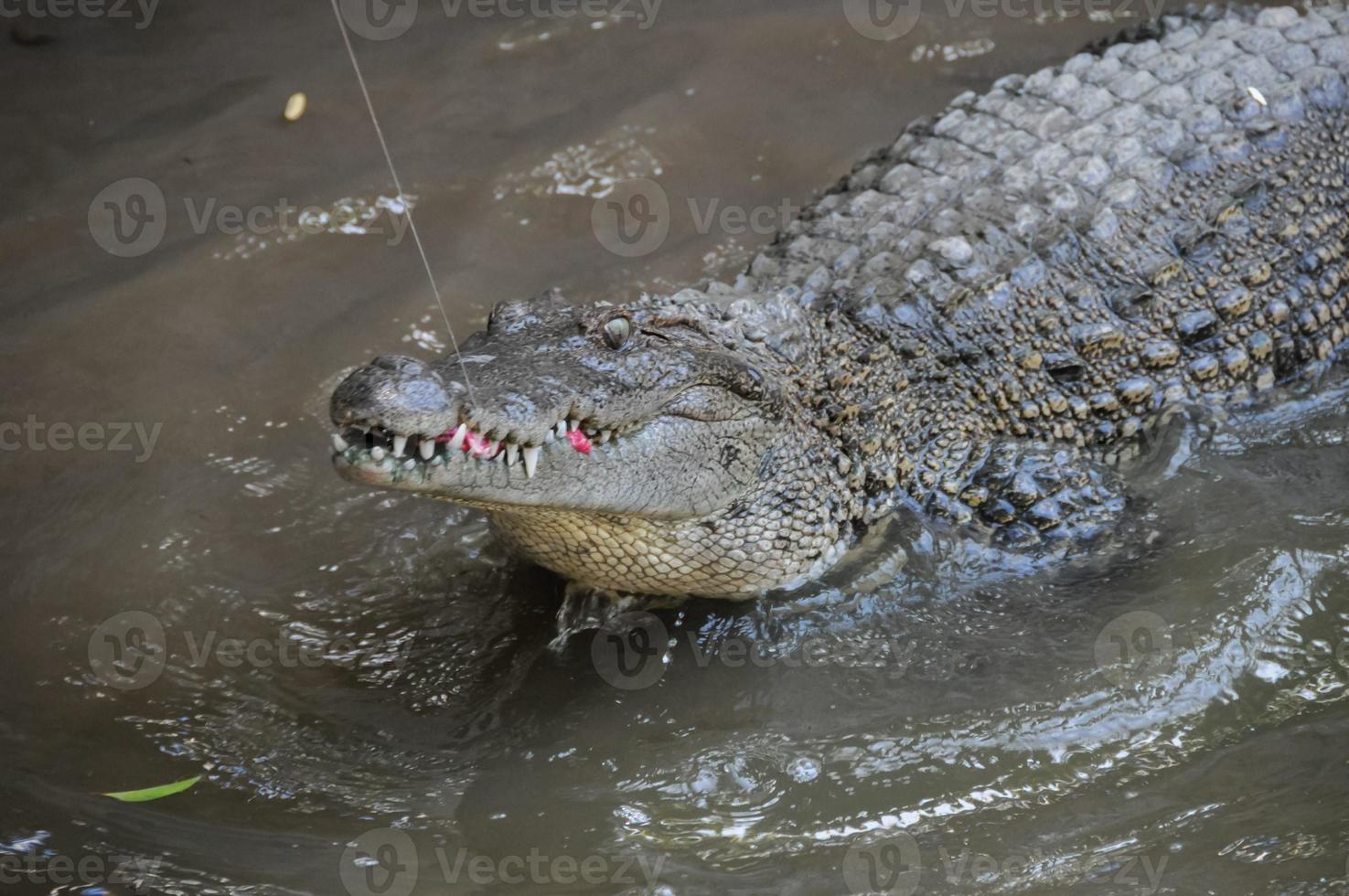 Alligator in Wasser foto