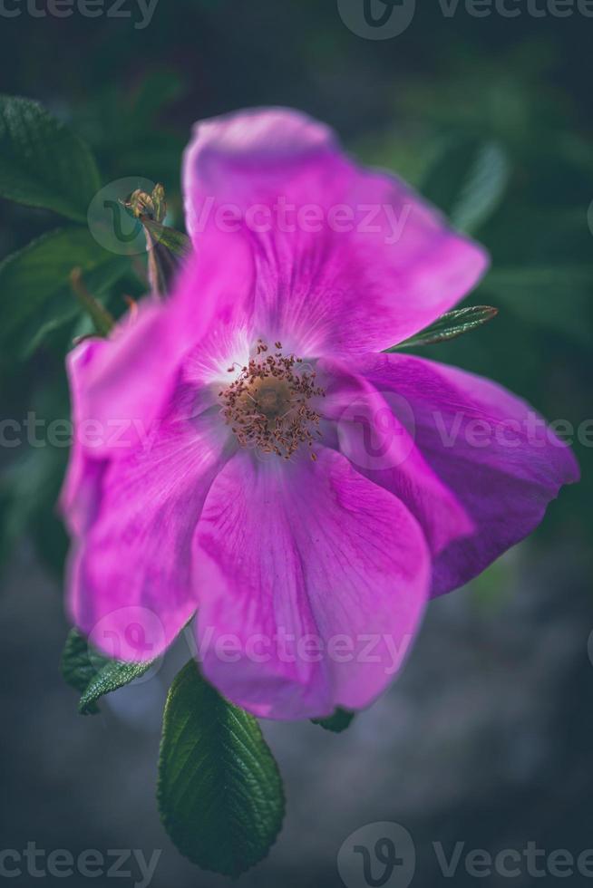 wild Rose Blume im Nahansicht auf das Busch im natürlich Lebensraum foto