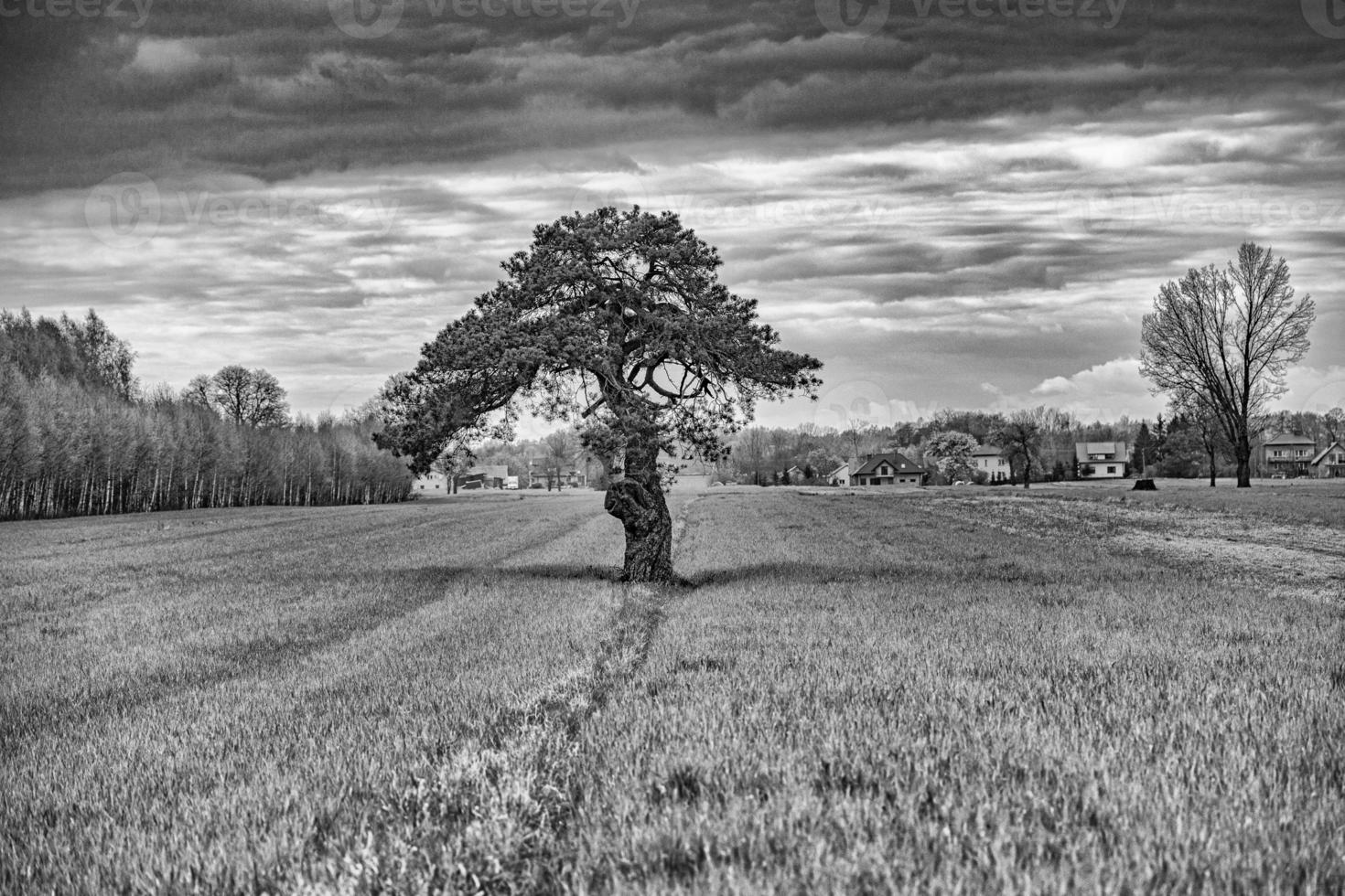 Ruhe Frühling Landschaft mit ein einsam Baum wachsend auf ein Feld von jung Korn auf ein wolkig Frühling Tag foto