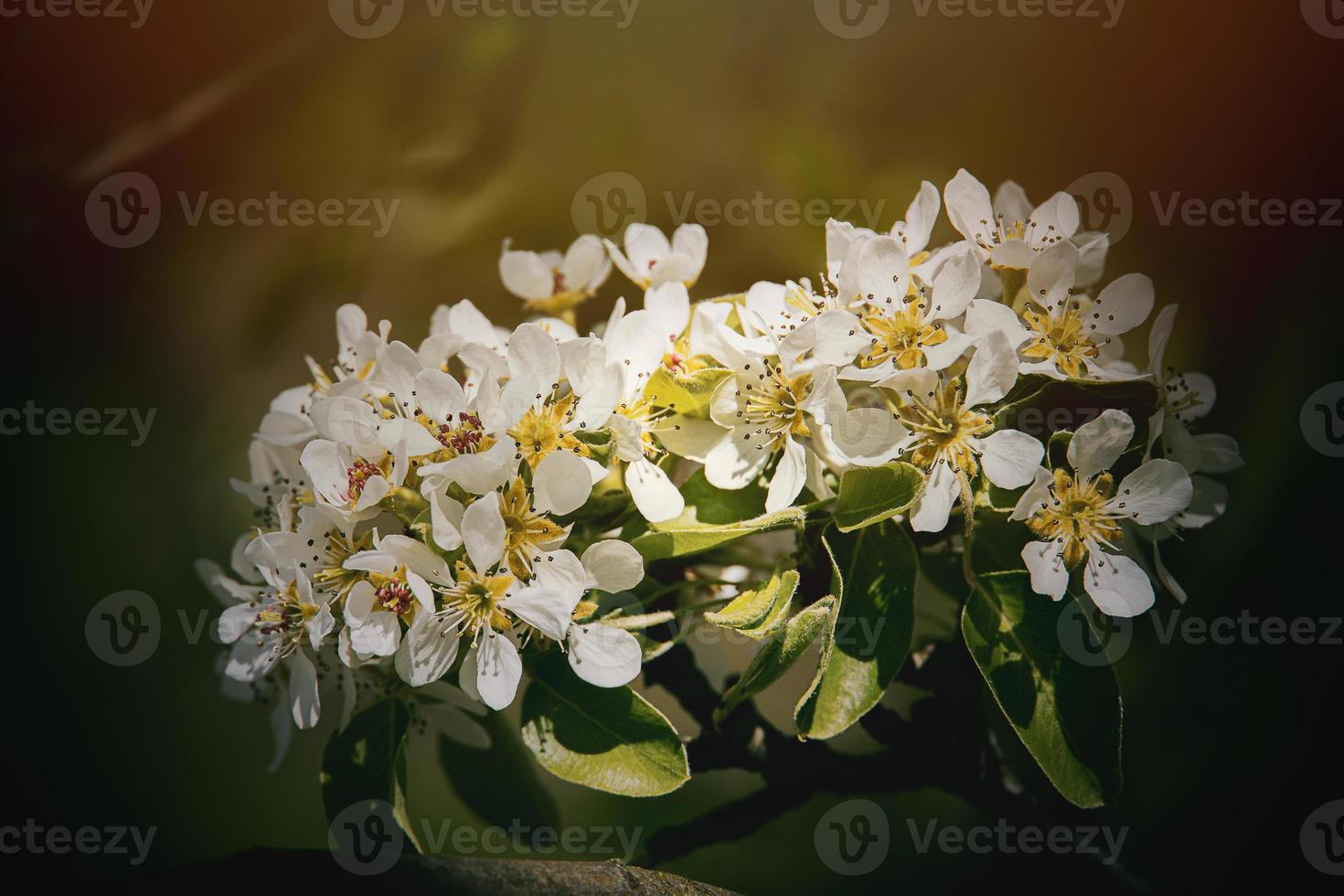Weiß Blumen von ein Obst Baum blühen im Frühling foto