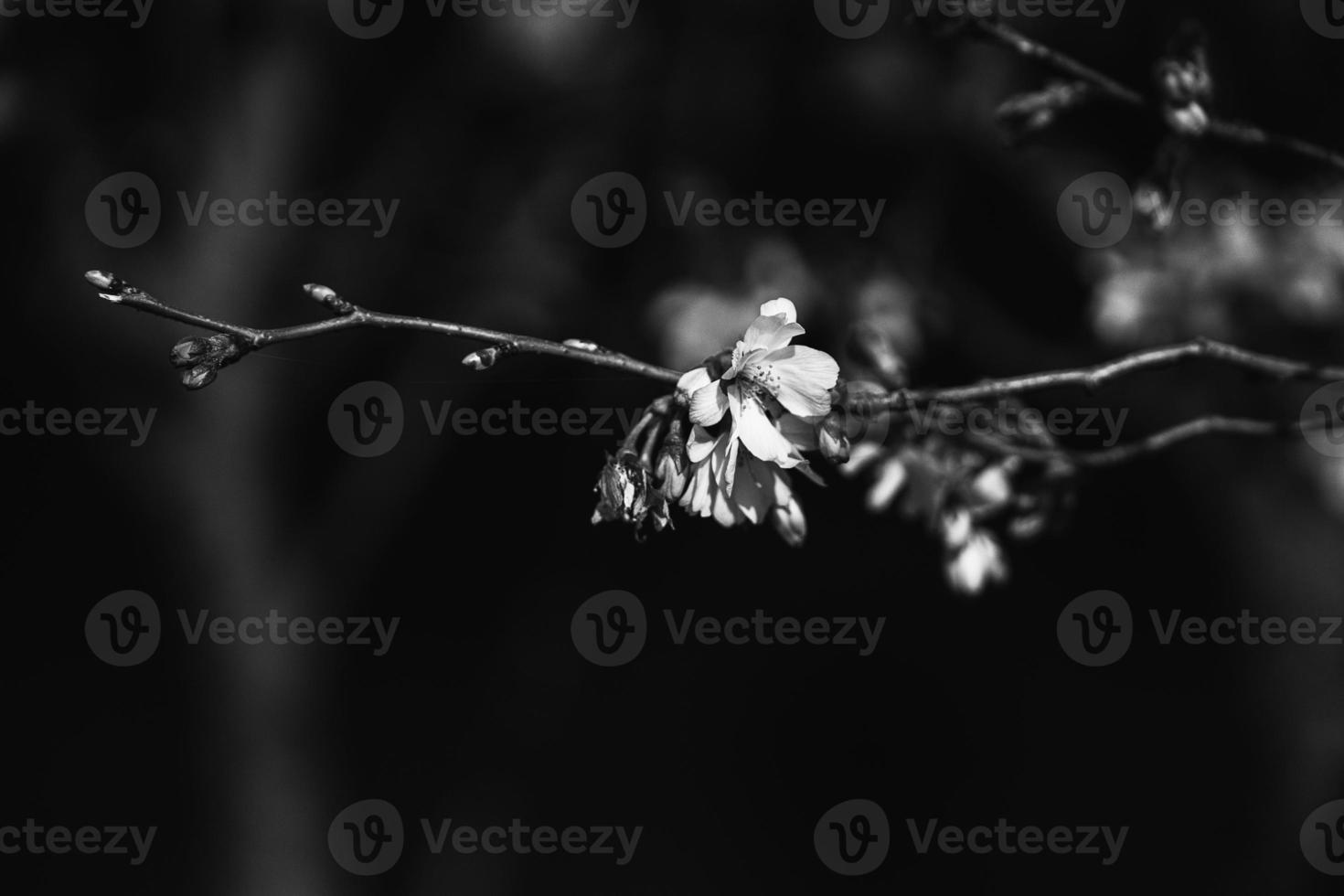 Frühling Baum Blühen im Rosa im Nahansicht draußen im das warm Sonnenschein foto