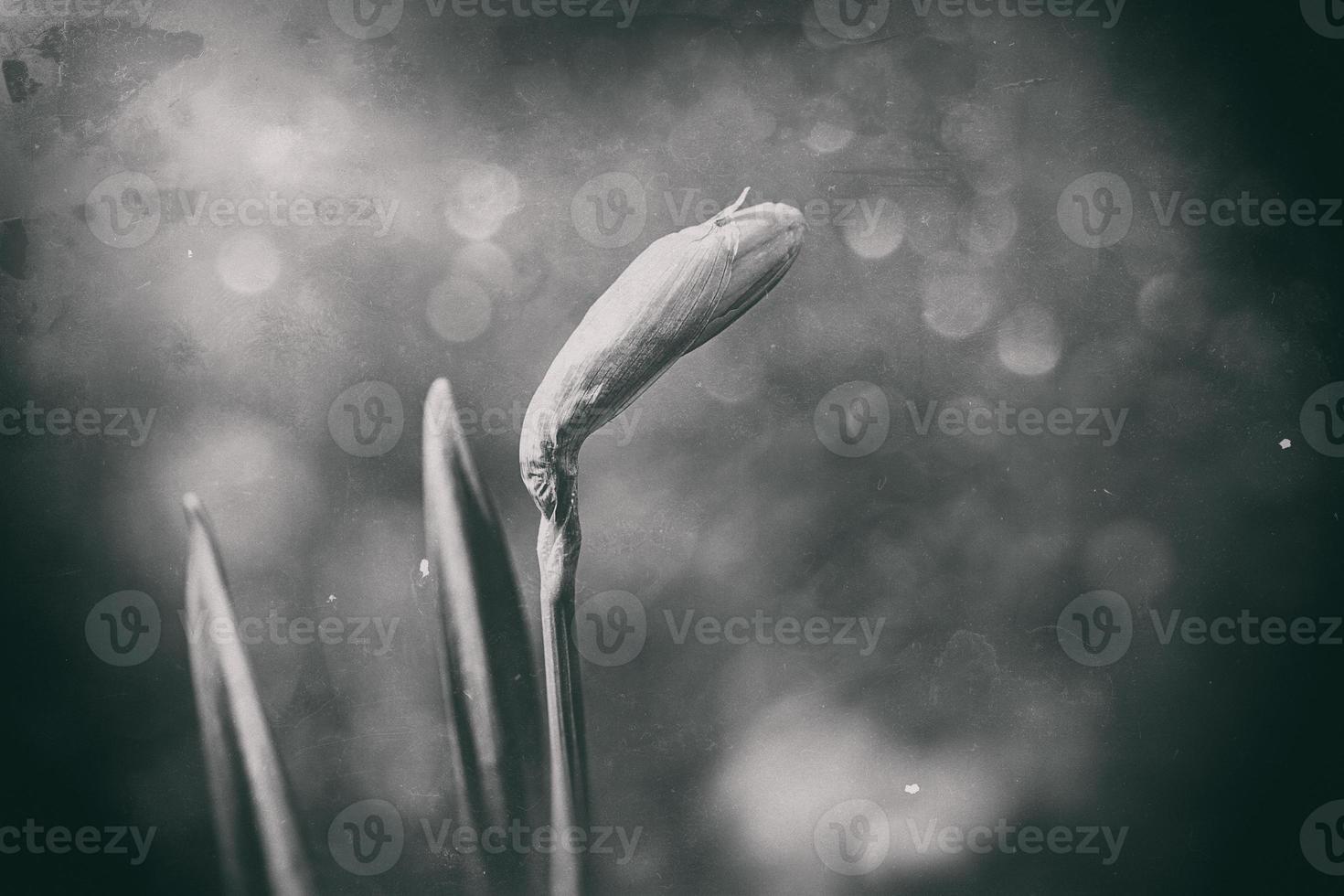 Foto von ein Single Frühling Narzisse im ein retro Stil Garten