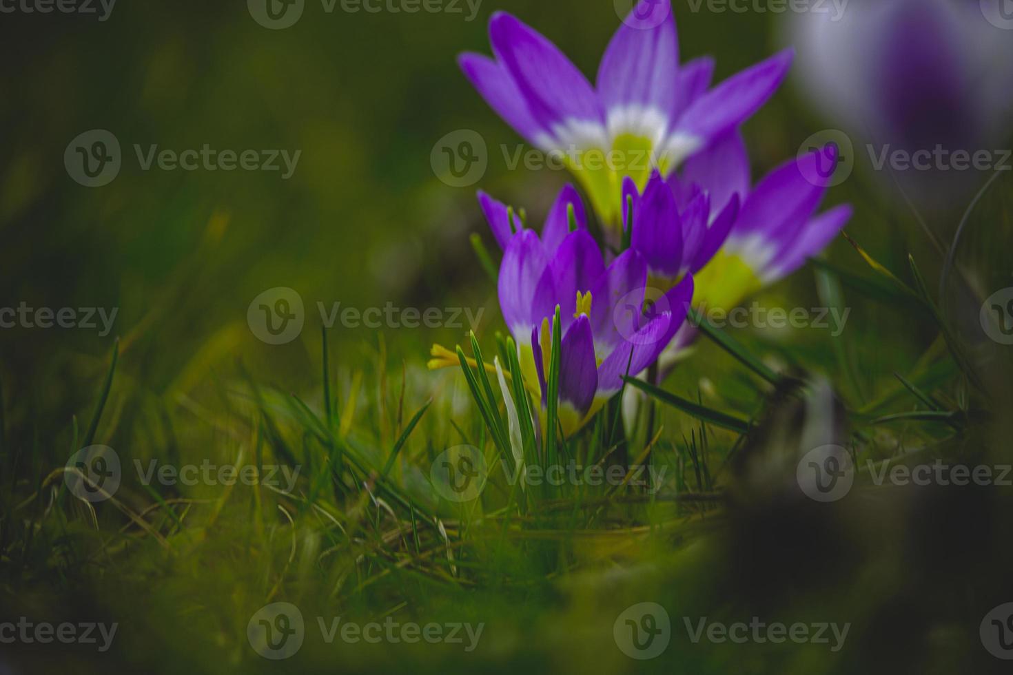 Frühling Blumen Krokusse im das Garten im das warm Strahlen von das Nachmittag Sonne foto