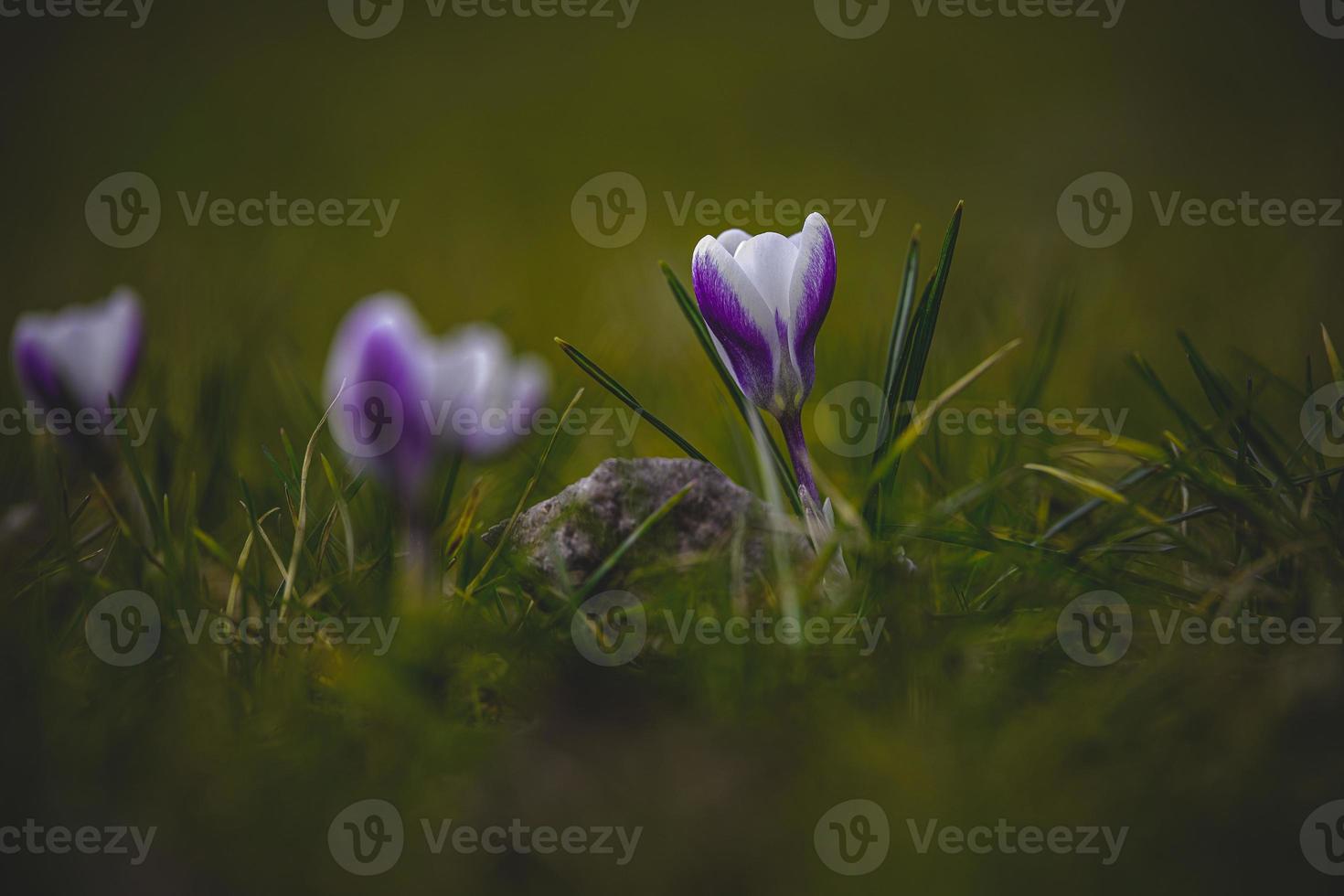 Frühling Blumen Krokusse im das Garten im das warm Strahlen von das Nachmittag Sonne foto