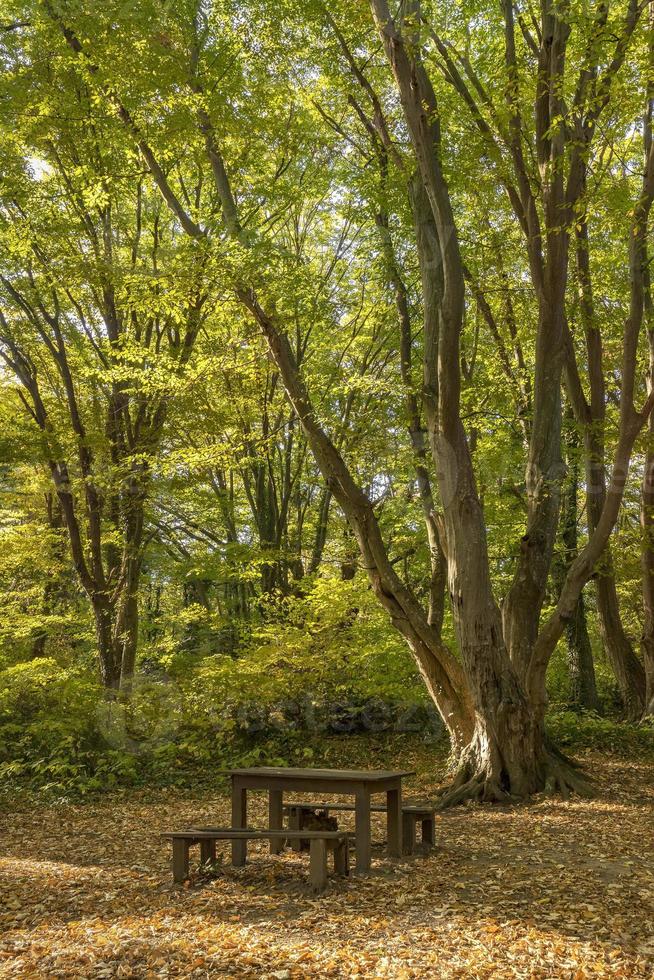 hölzern Bänke und Tabelle im das schön Wald zum sich ausruhen foto