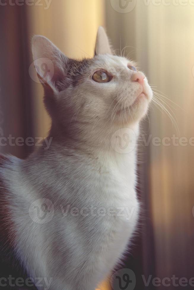 weiß Rot Katze Sitzung im das warm Nachmittag Sonne foto