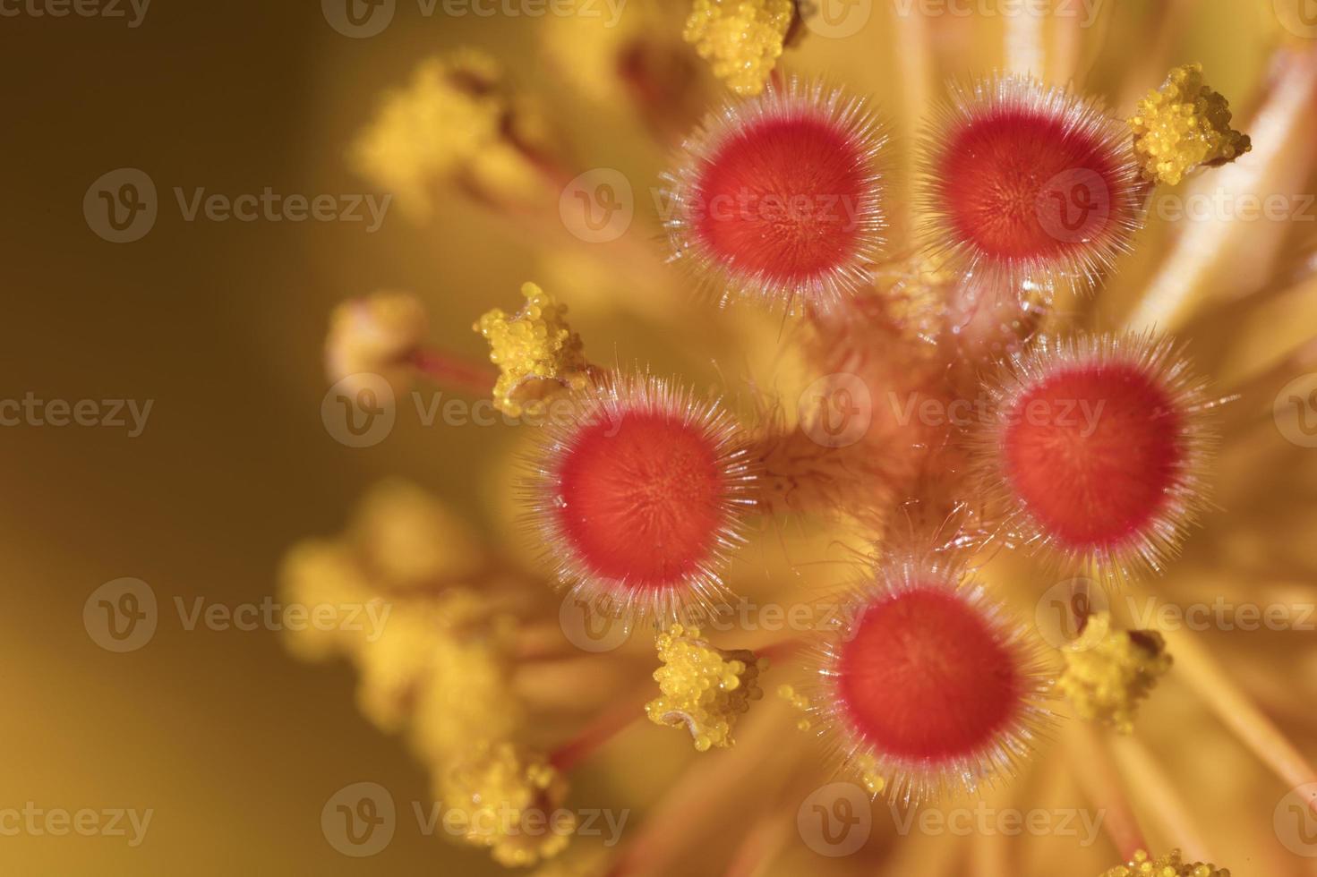 extrem Makro von rot Hibiskus Staubblätter mit ein flach Tiefe von Feld Hintergrund. Blumen- Detail. foto