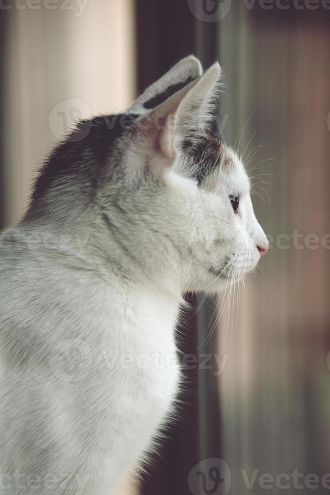 weiß Rot Katze Sitzung im das warm Nachmittag Sonne foto