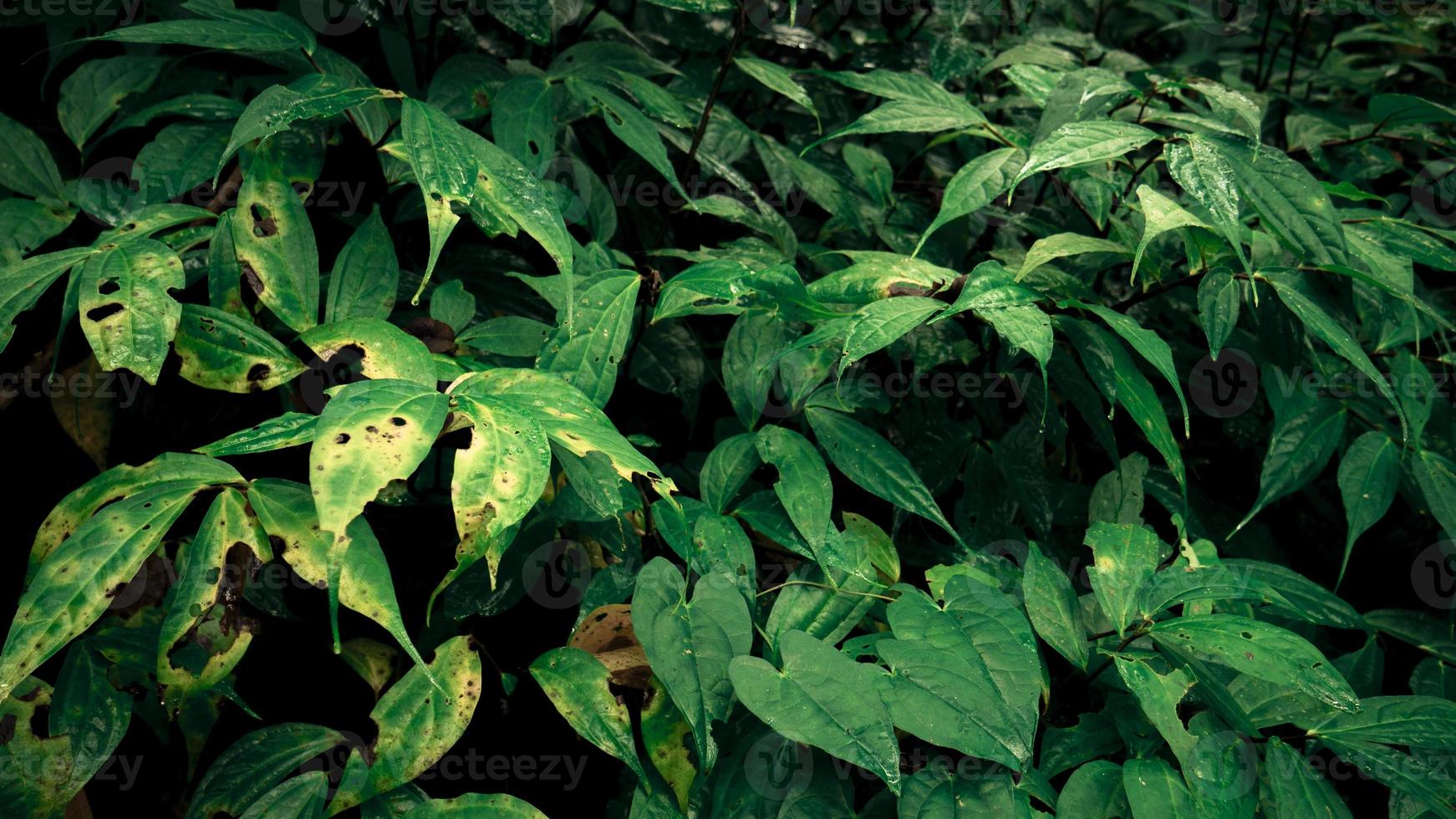 Grün Blatt Hintergrund mit Textur und hoch Kontras Beleuchtung. das Foto ist geeignet zu verwenden zum Natur Hintergrund und botanisch Inhalt Medien.