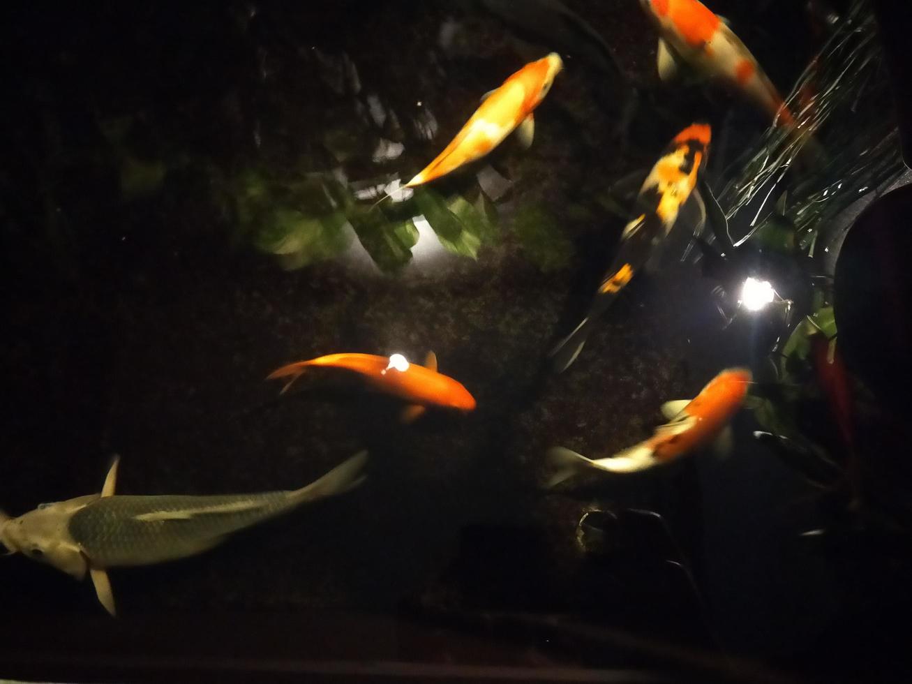 Koi Fisch ein Anfänger leiten zu Auswählen, Füttern und Aufrechterhaltung Ihre bunt Teich Haustiere foto