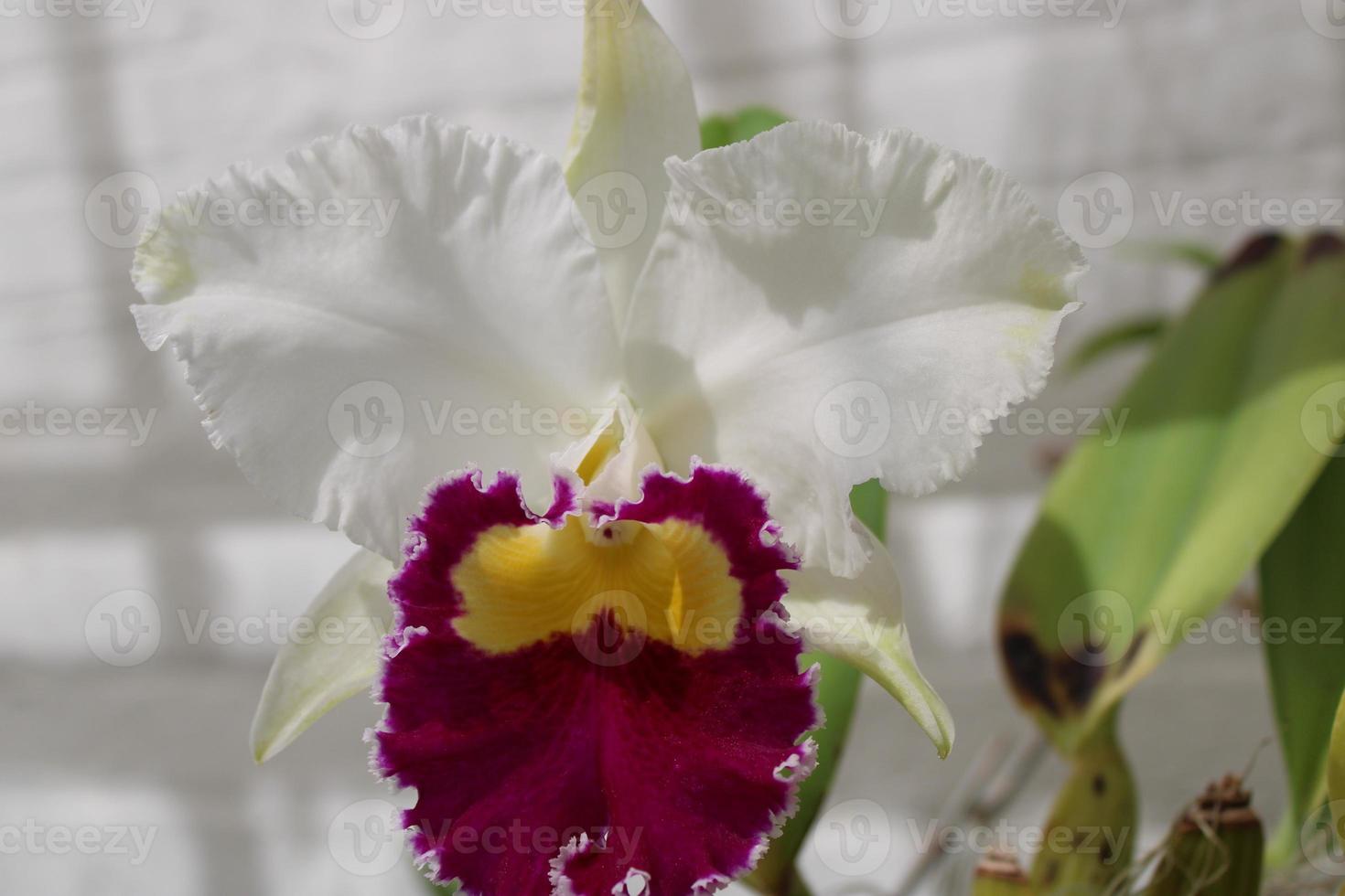 schön Orchidee Pflanzen Blühen im das Sommer- foto