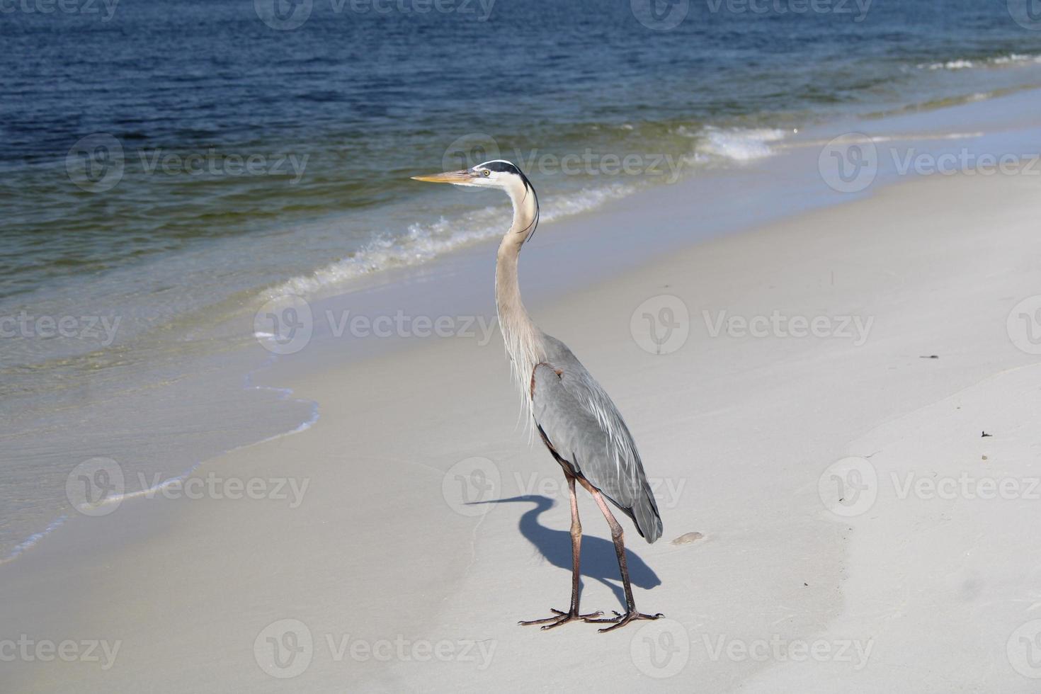 großartig Blau Reiher um das Strand foto