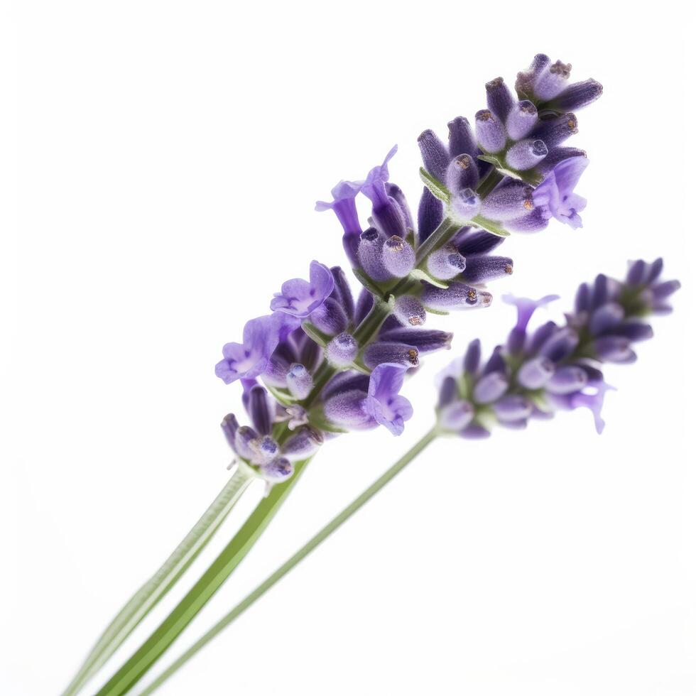 Lavendel Blume isoliert auf Weiß. Illustration ai generativ foto