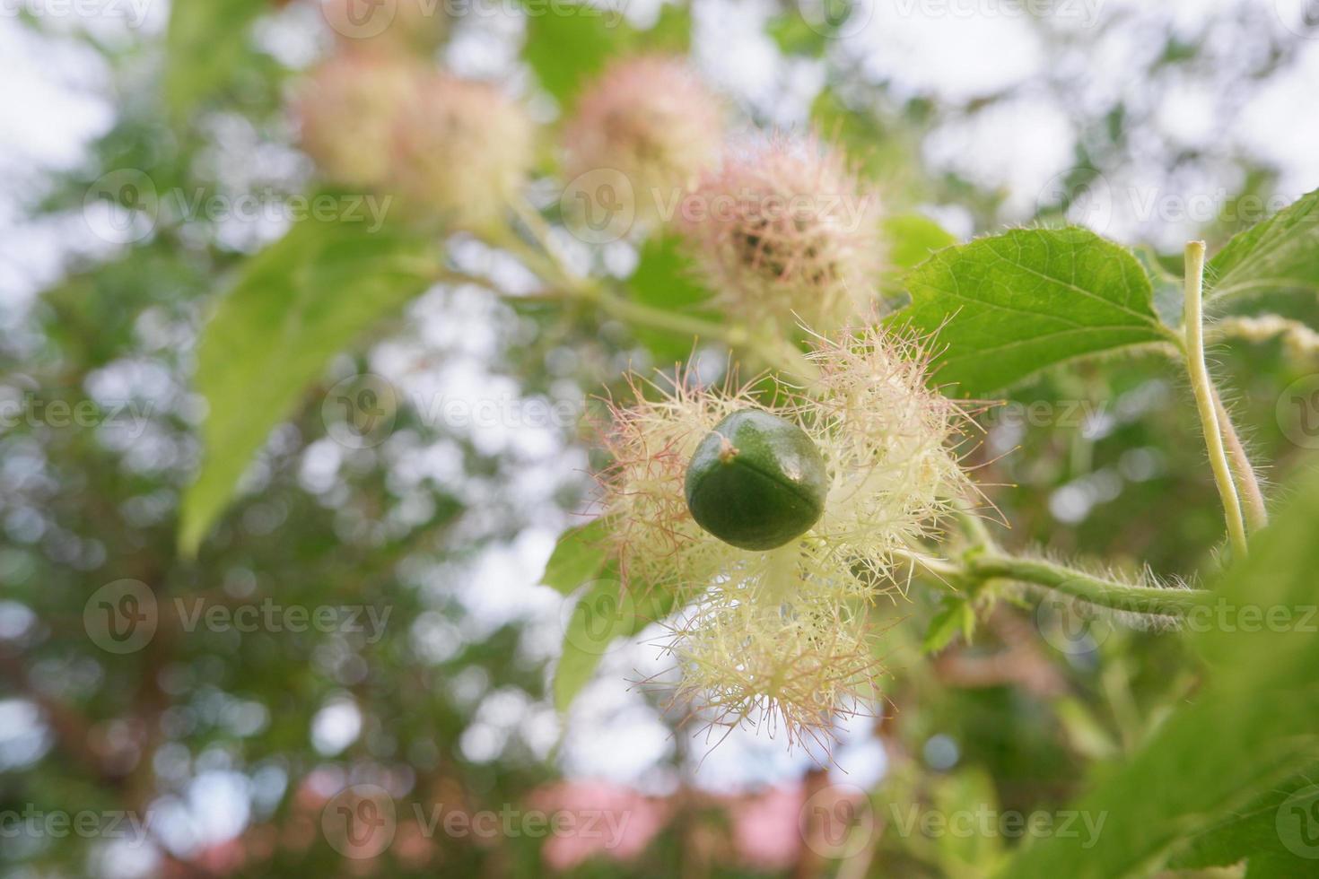 wählerisch Fokus zu roh Grün Obst von scharlachrote Frucht Passionsblume, stinkend Passionsblume Passiflora foetida. im indonesisch es ist namens markisa Hutan, Sanft Fokus foto