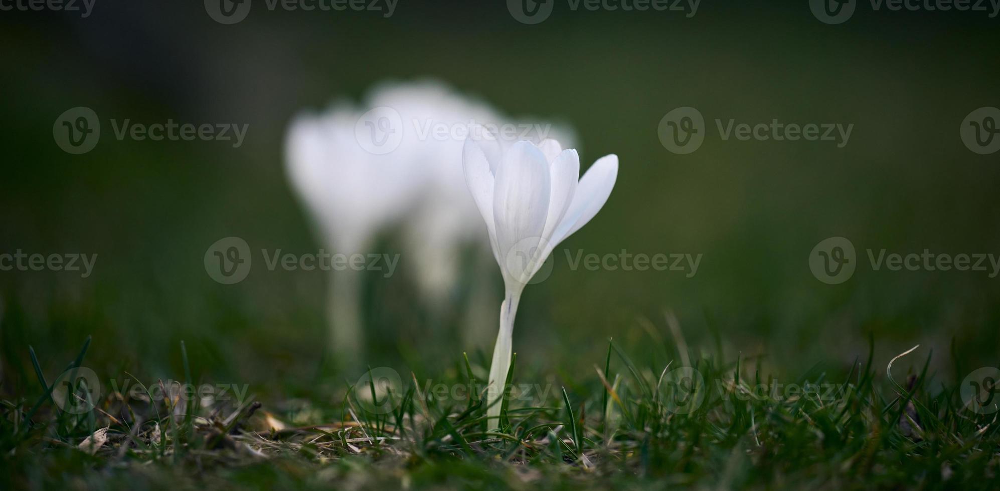 Blühen Weiß Krokusse mit Grün Blätter im das Garten, Frühling Blumen foto