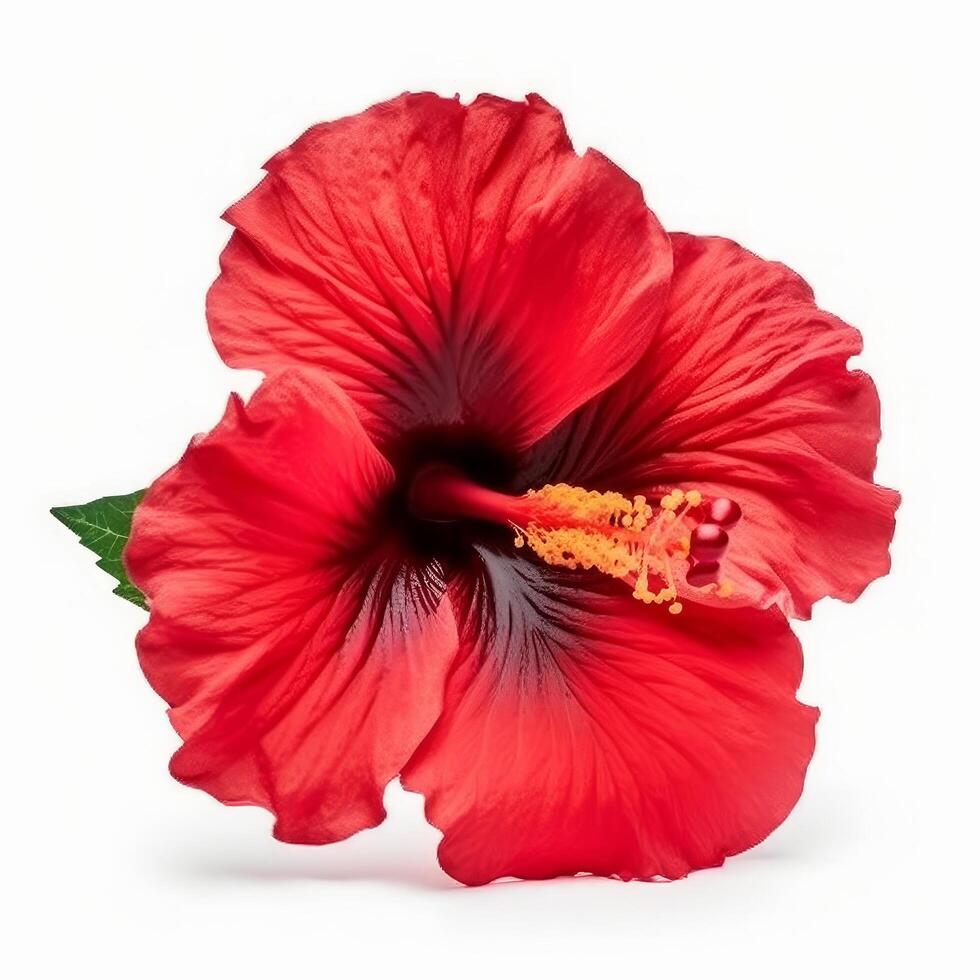 Hibiskus Blume isoliert. Illustration ai generativ foto