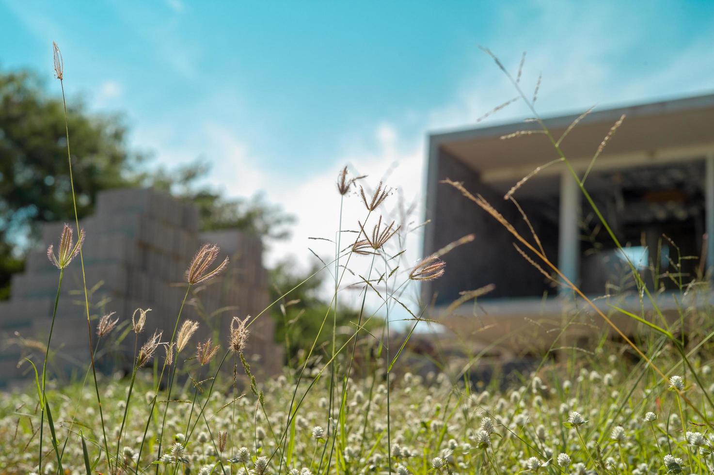 Selektiver Fokus von Blumengras und Unkrautwiese mit verwischten Materialien und im Bau befindlichem Haus im Hintergrund foto