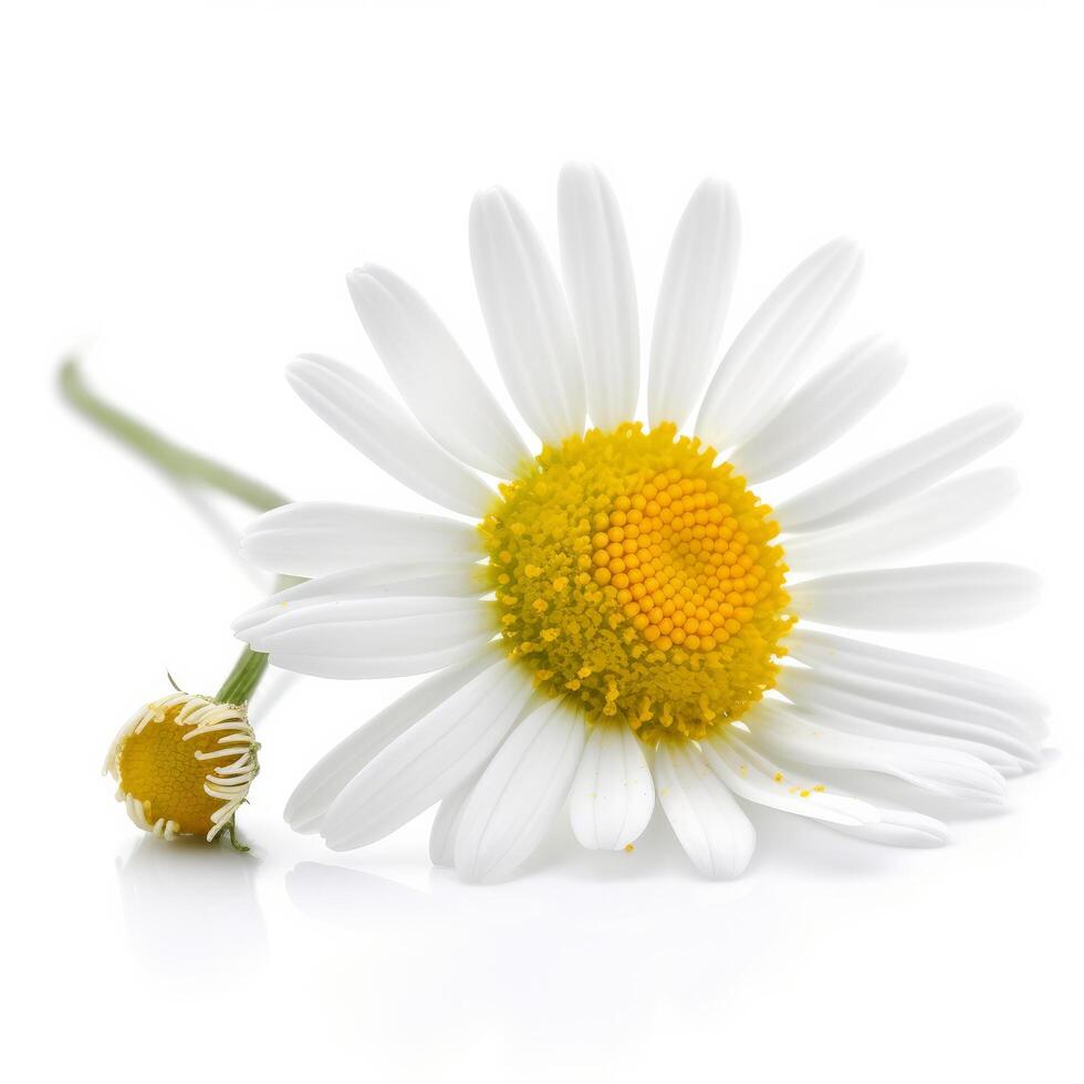 Kamille Blume auf Weiß Hintergrund. Illustration ai generativ foto