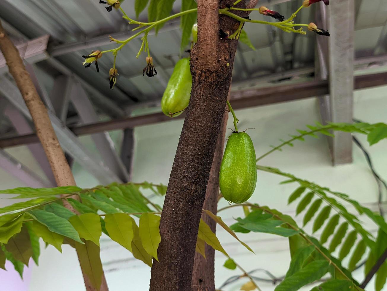 ein schließen oben von Averrhoa bilimbi Obst foto