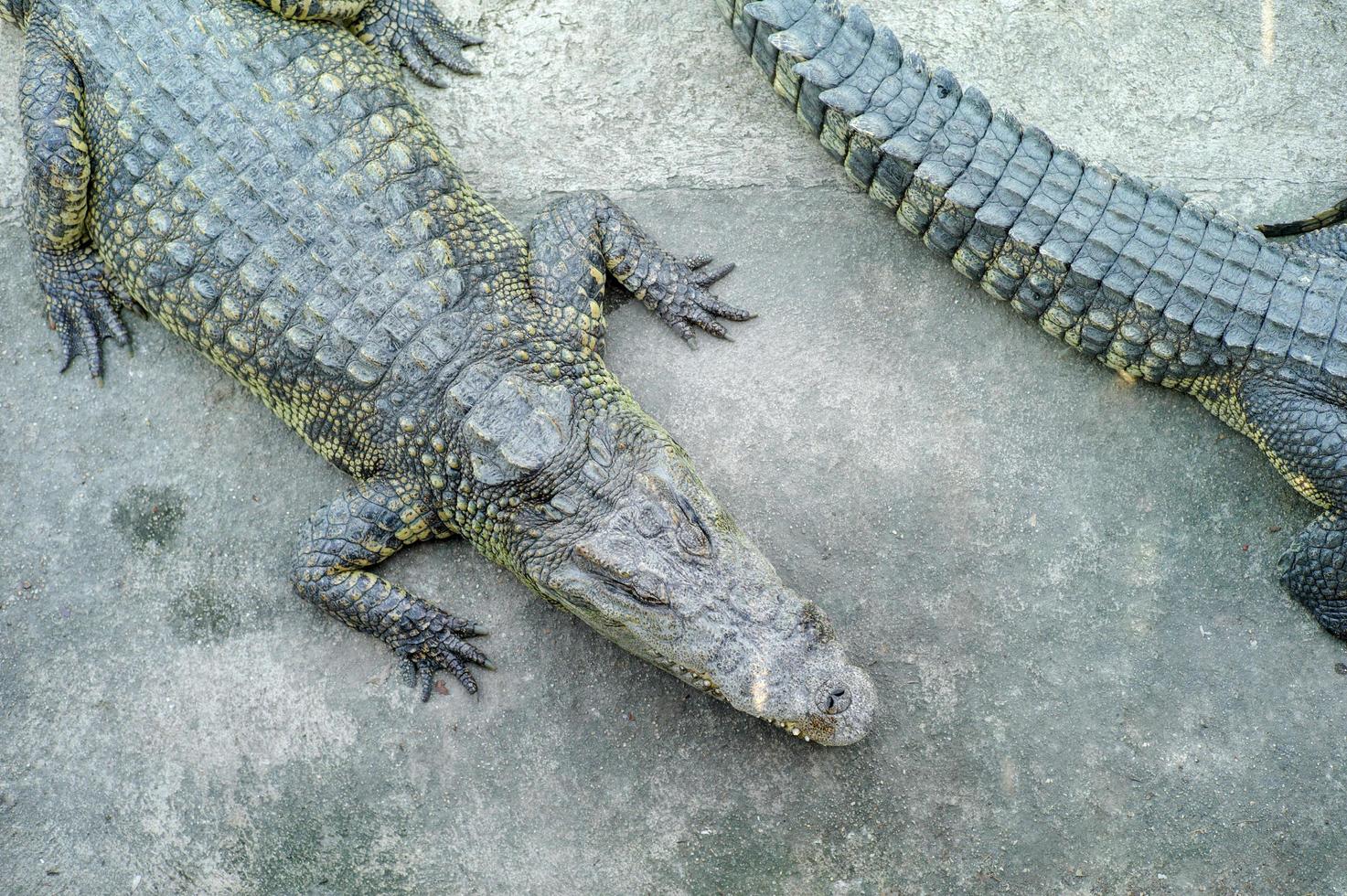 Draufsicht Krokodil, das auf dem Zementboden in der Farm schläft foto