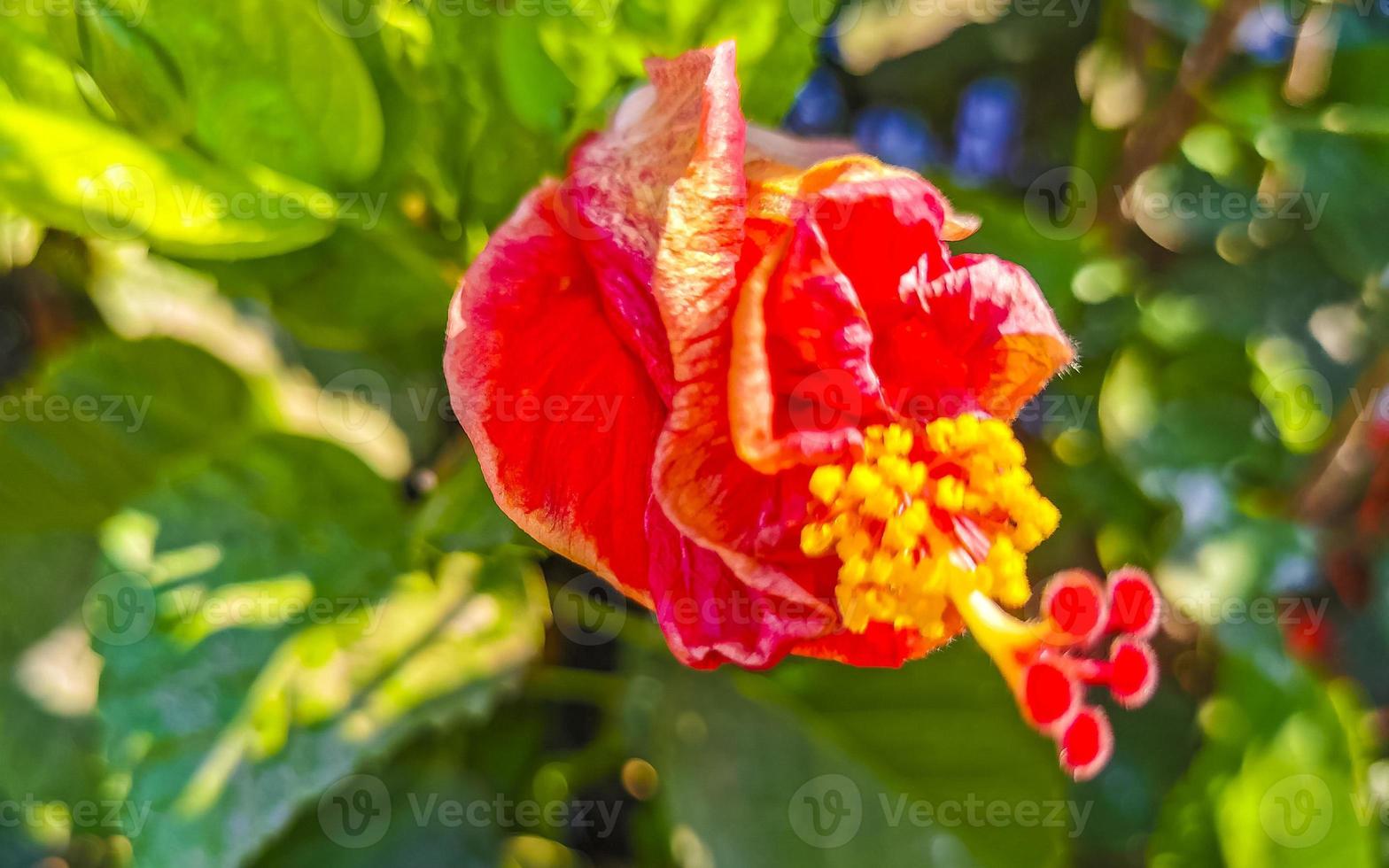 rote schöne hibiskusblütenstrauchbaumpflanze in mexiko. foto