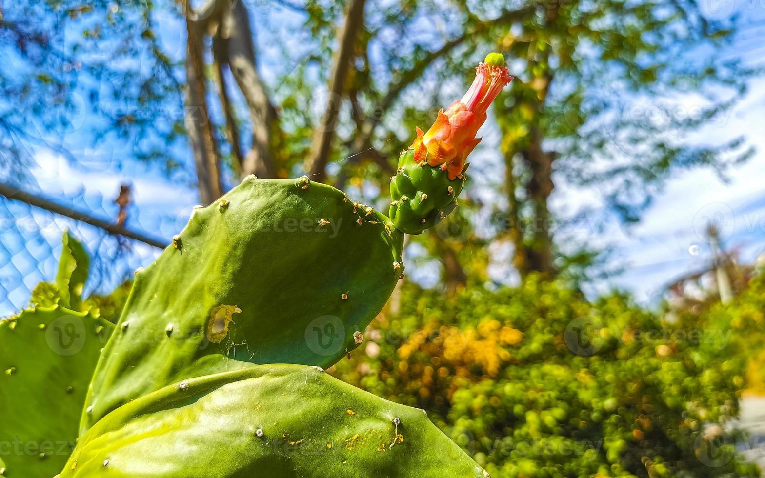 tropisch Kakteen Kaktus Pflanzen mit Blumen Blume blühen Mexiko. foto