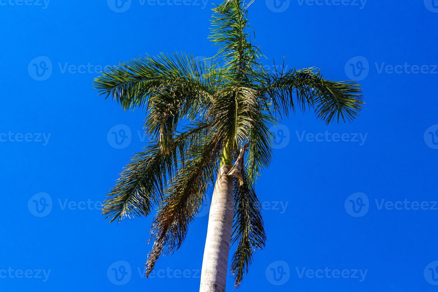tropisch natürlich Palme Baum Palmen Blau Himmel im Mexiko. foto