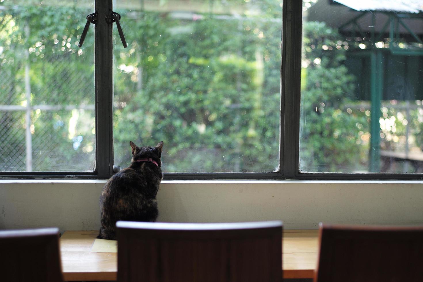 Das hintere Porträt einer schwarzen Katze sitzt alleine auf dem Tisch und schaut aus dem Fenster foto