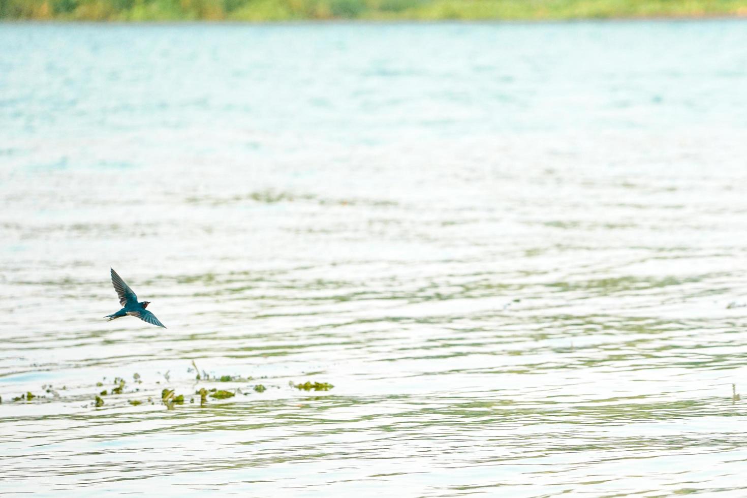 Bewegung verschwommen kleinen Vogel über die Oberfläche des Flusses fliegen foto