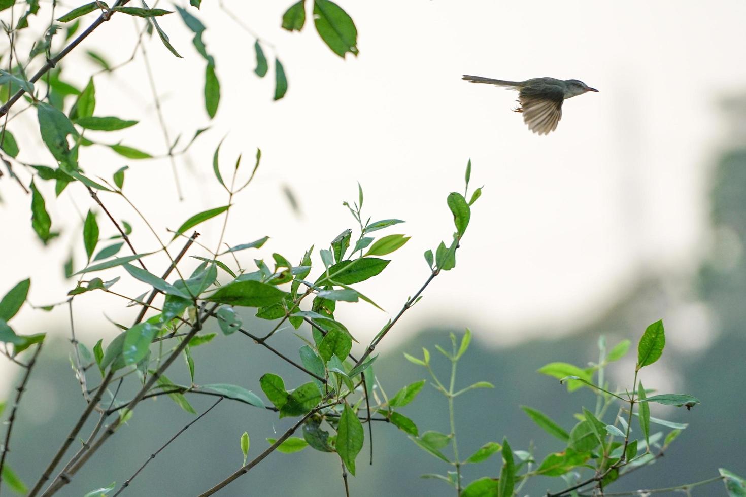 Bewegung verwischte kleinen Vogel, der von den Zweigen des Baumes mit klarem Himmelhintergrund fliegt foto