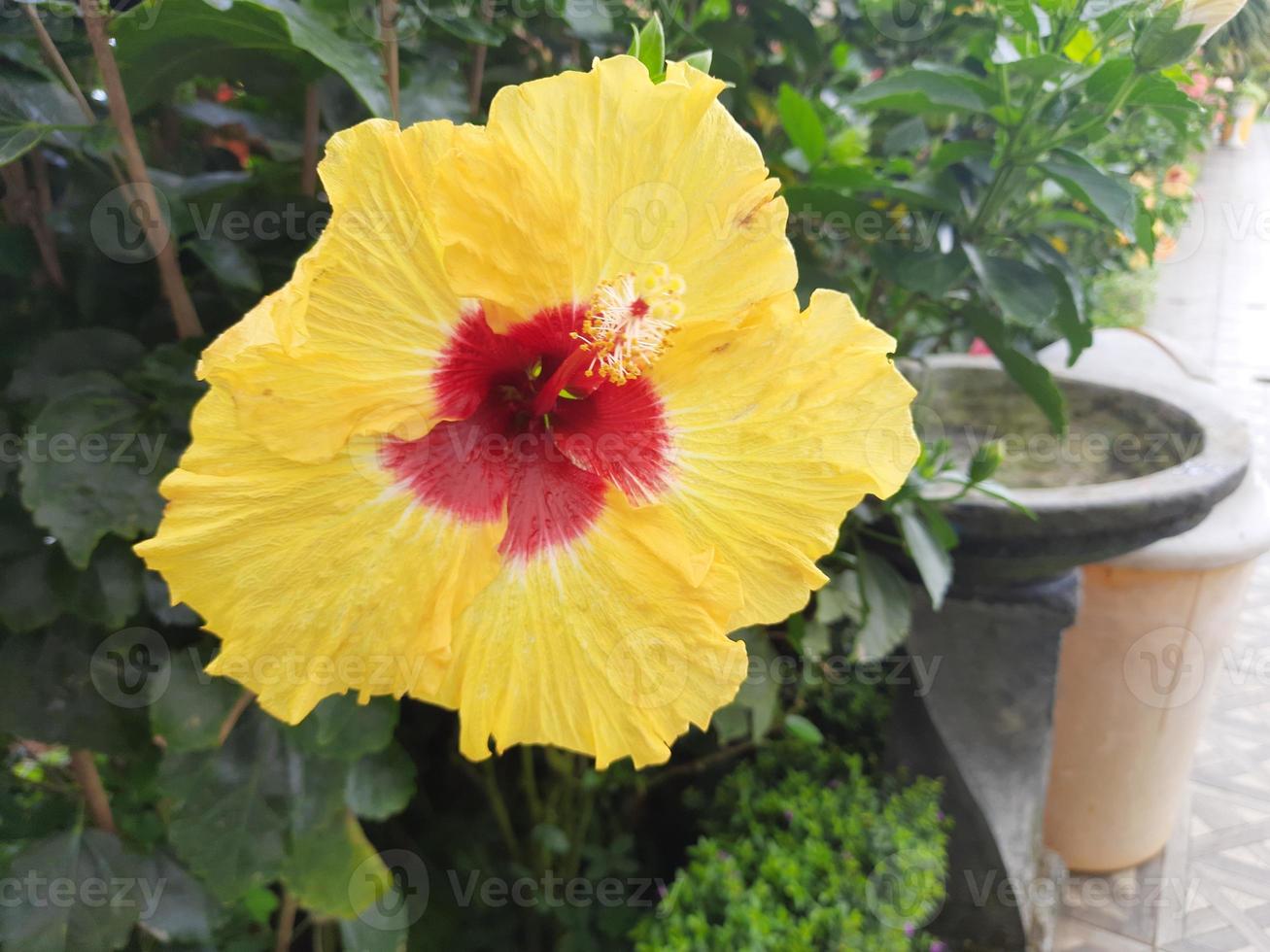 schließen oben von bunga getrennt oder bunga Raya, Hibiskus rosa-sinensis Dual Farbe foto