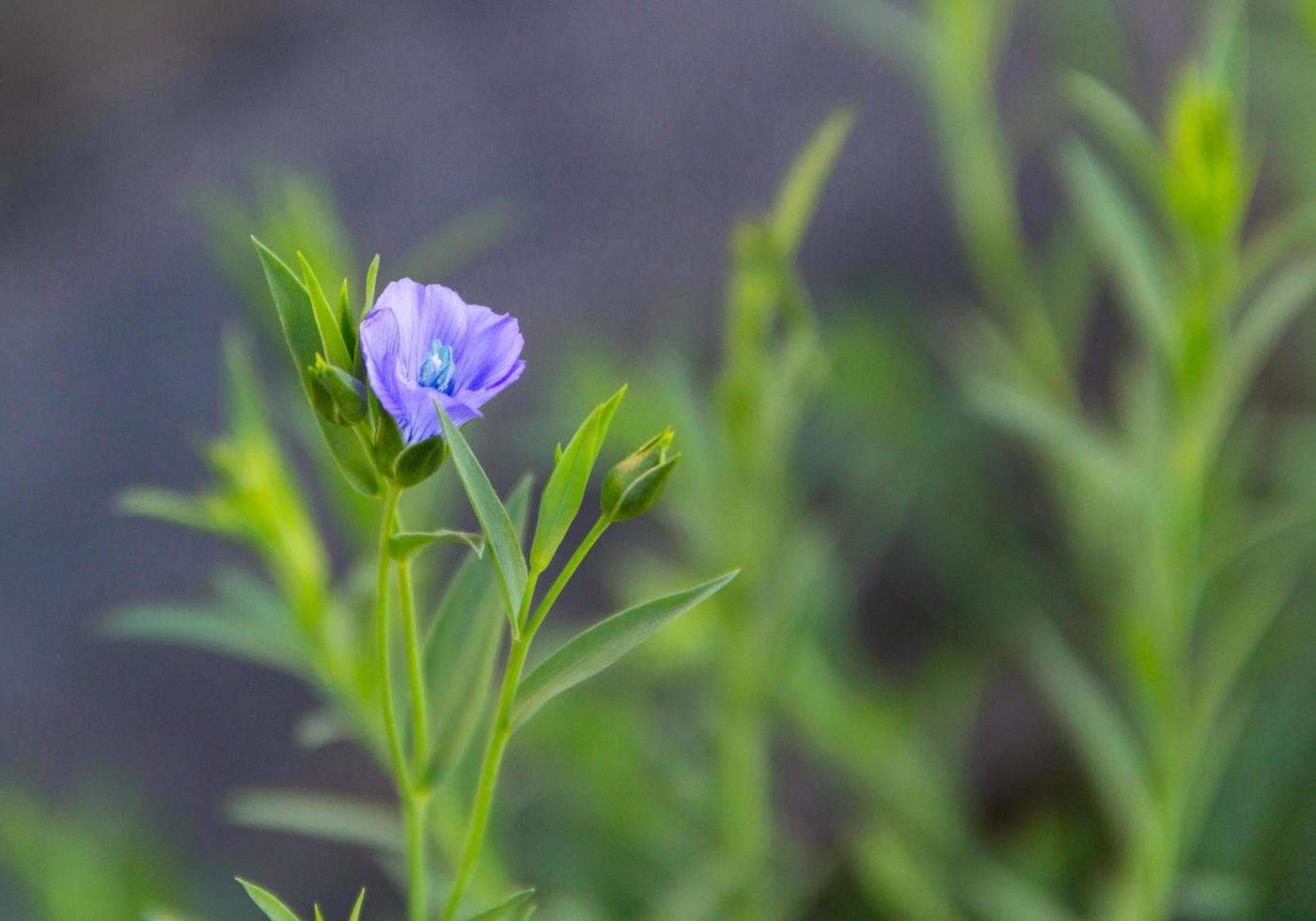 ein Knospung Blau Flachs Blume im Frühling foto