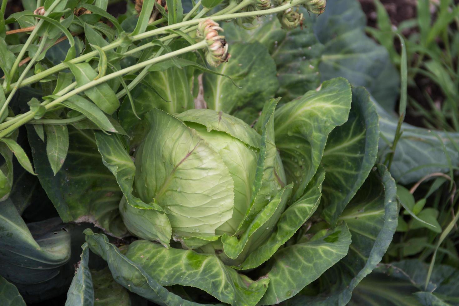 schließen oben Schuss von ein Kohl im das organisch Garten foto