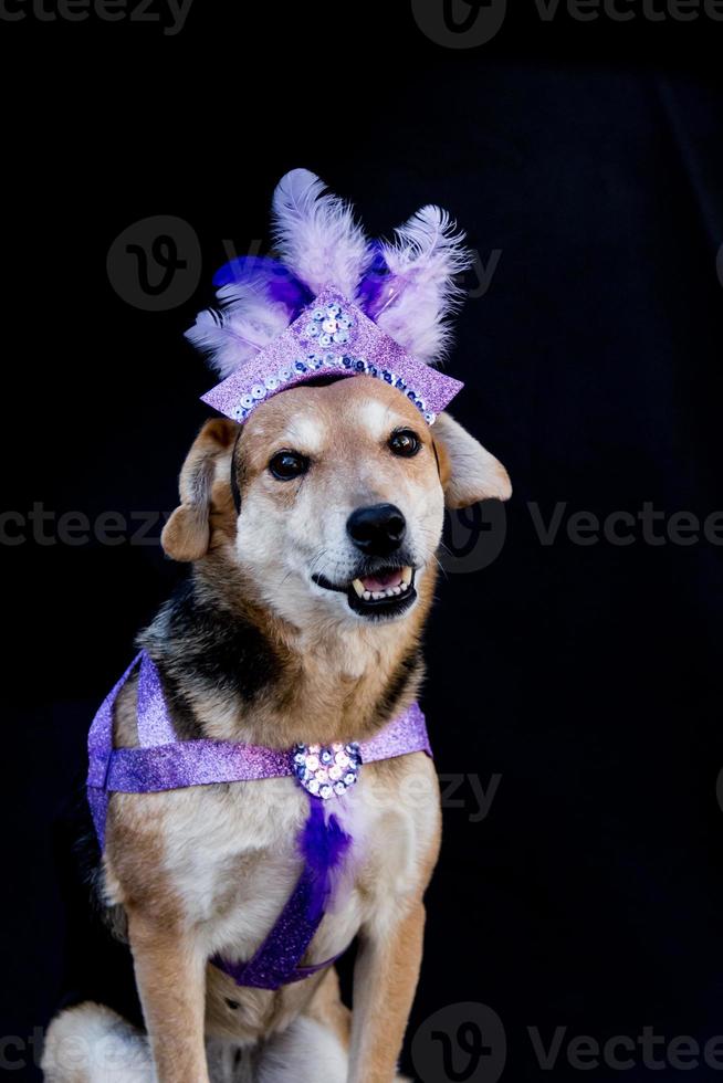 porträt eines karnevals gekleideten hundes mit federn, pailletten und glitzer foto