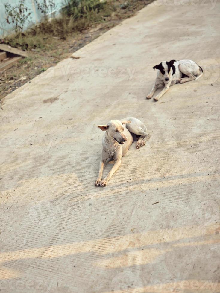 das Hunde entspannend auf das Boden . foto