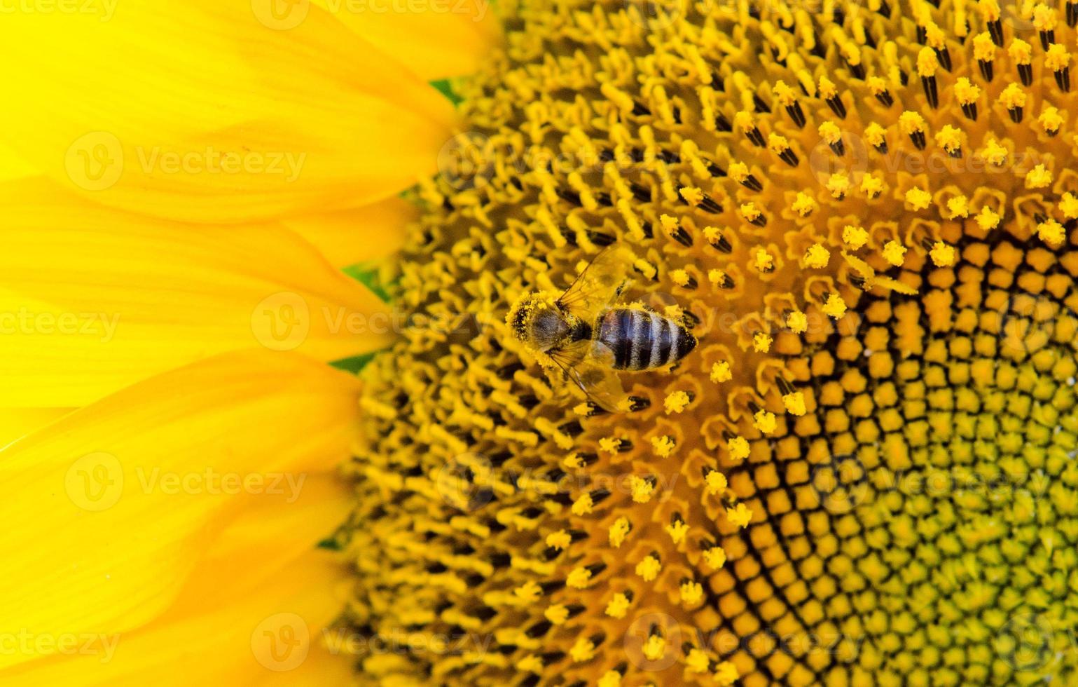 Nahaufnahme einer Biene auf einer Sonnenblume foto