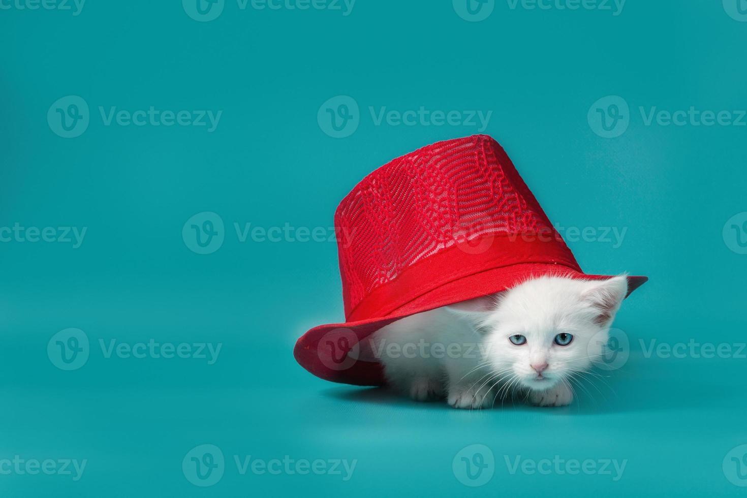 weiße Katze unter einem Hut foto