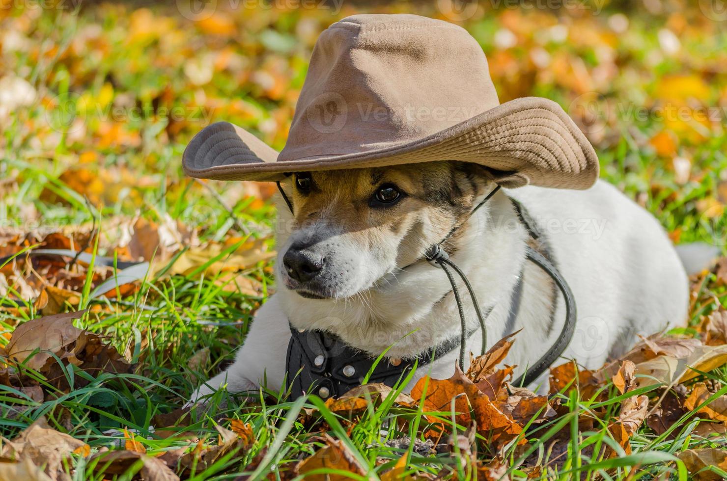 Hund in einem Hut foto