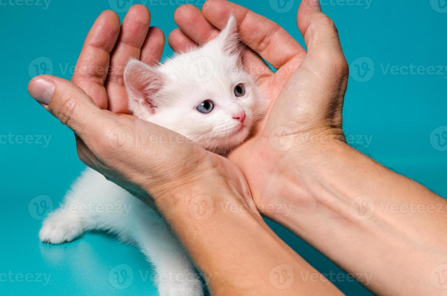weißes Kätzchen in Händen foto