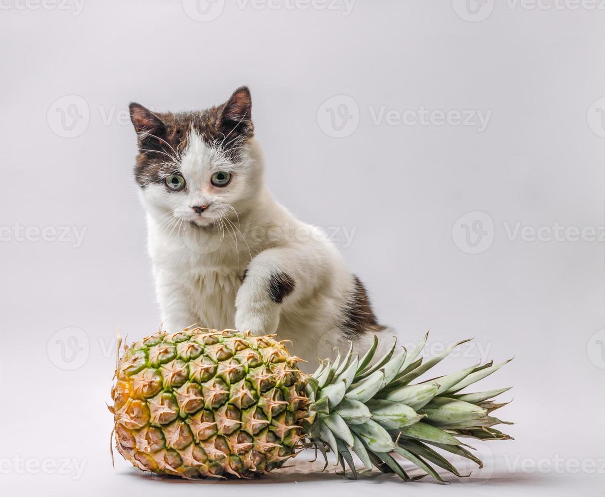 Katze mit einer Ananas foto