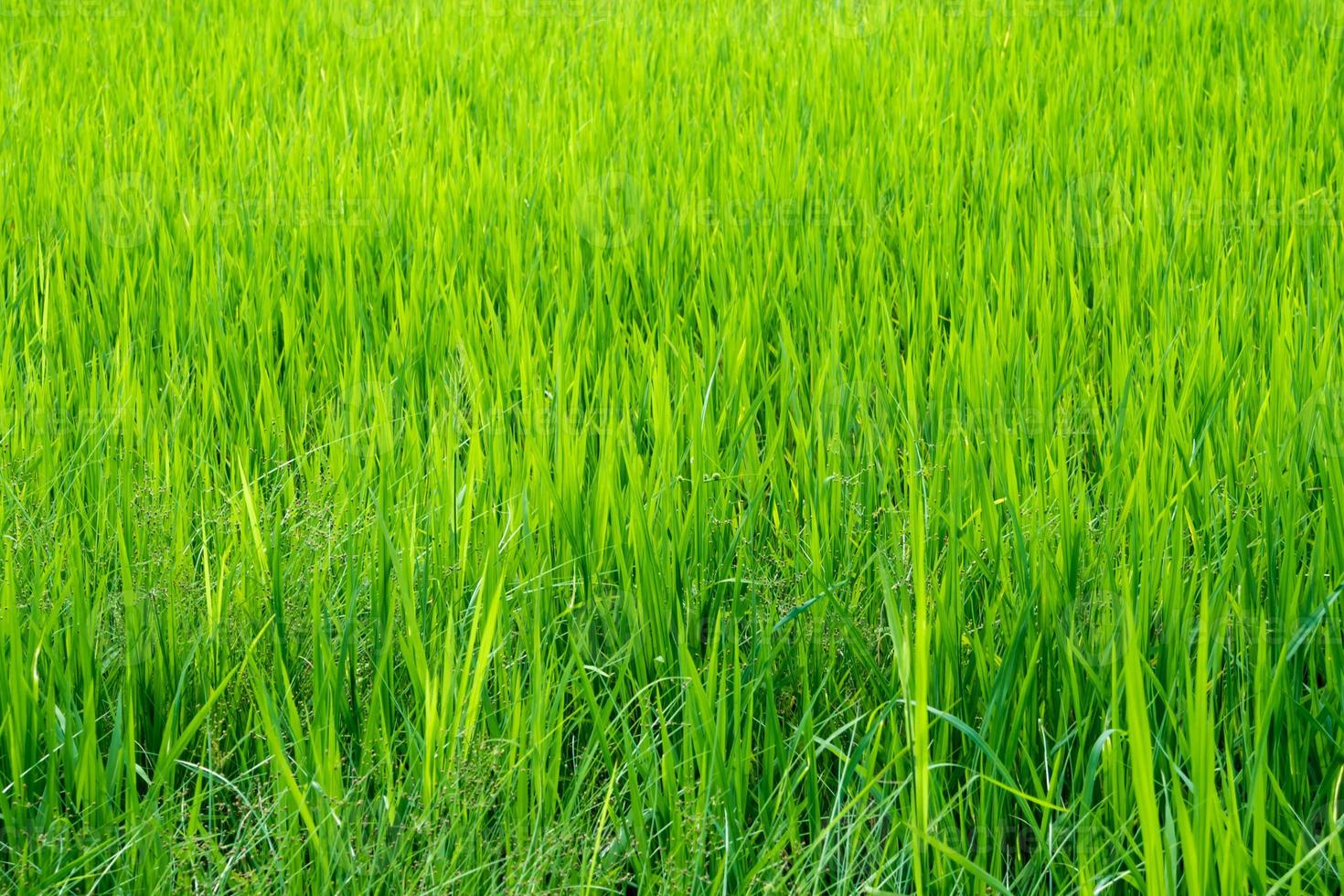 Gras Gras im das Reis Felder foto