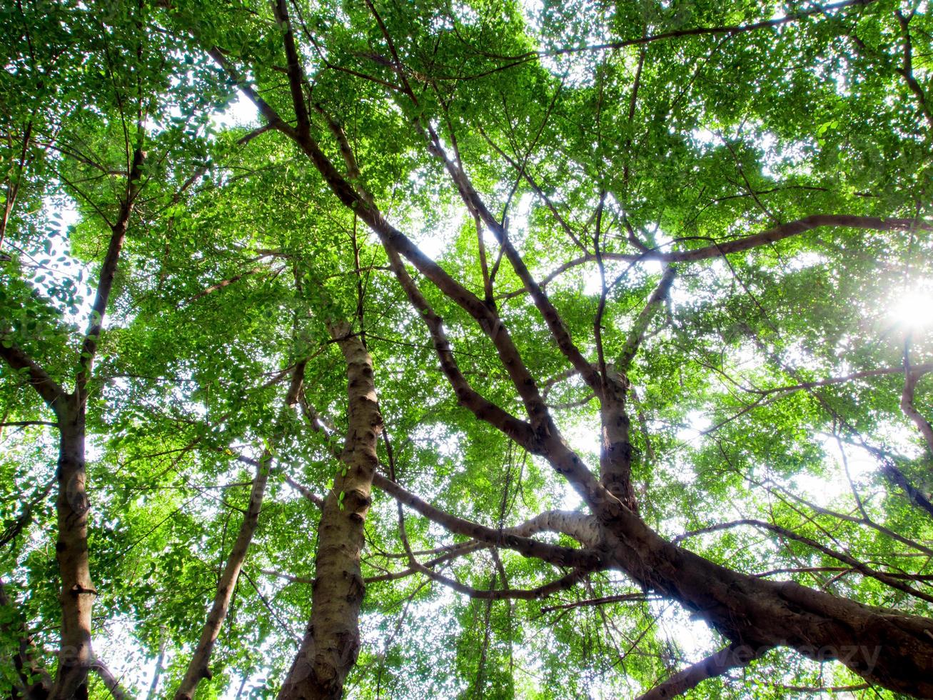 Sonnenlicht, das durch die Blätter von Banyanbäumen siebt foto