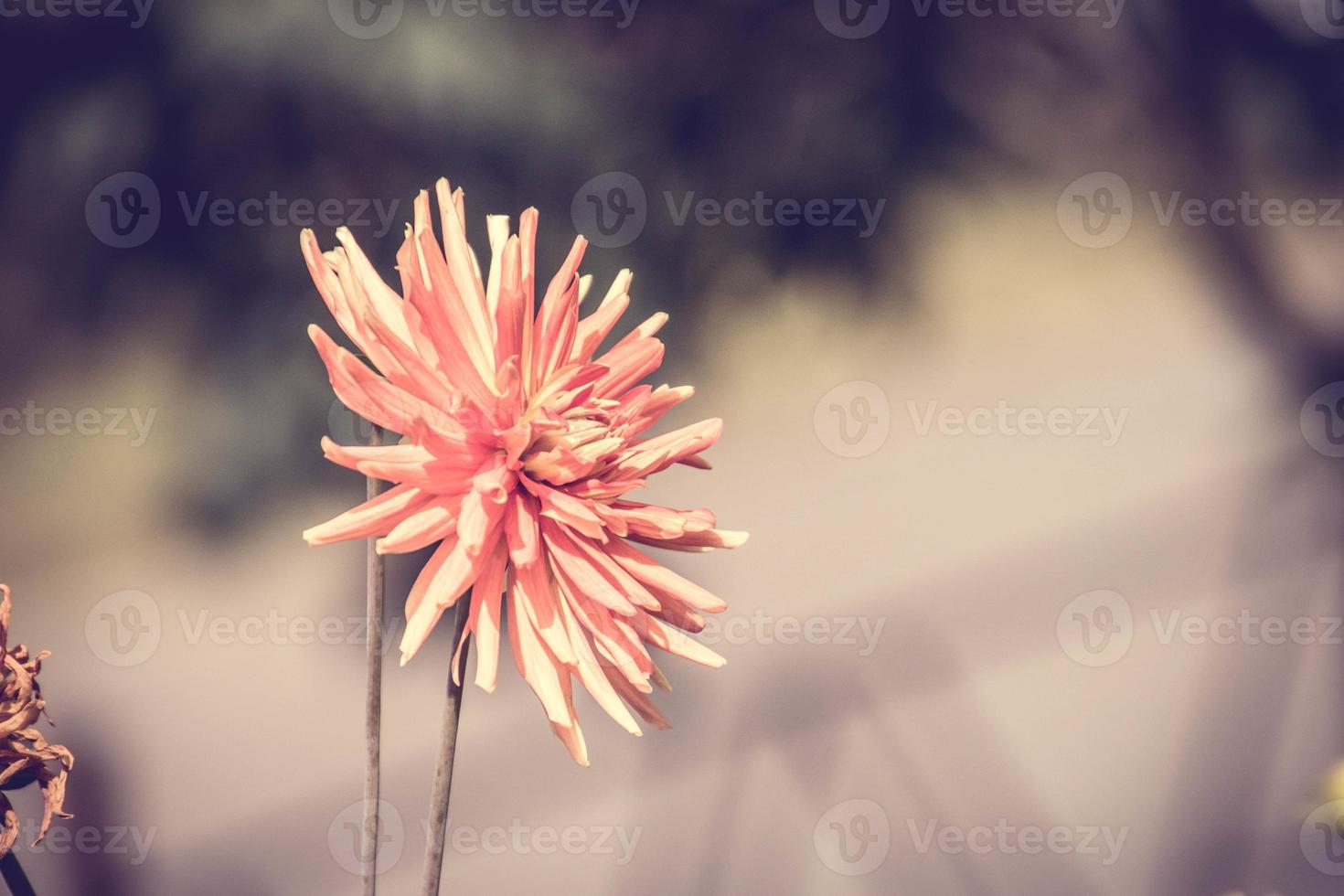 Sommer- Blume im das warm Sonne im ein natürlich Umgebung von das Garten foto