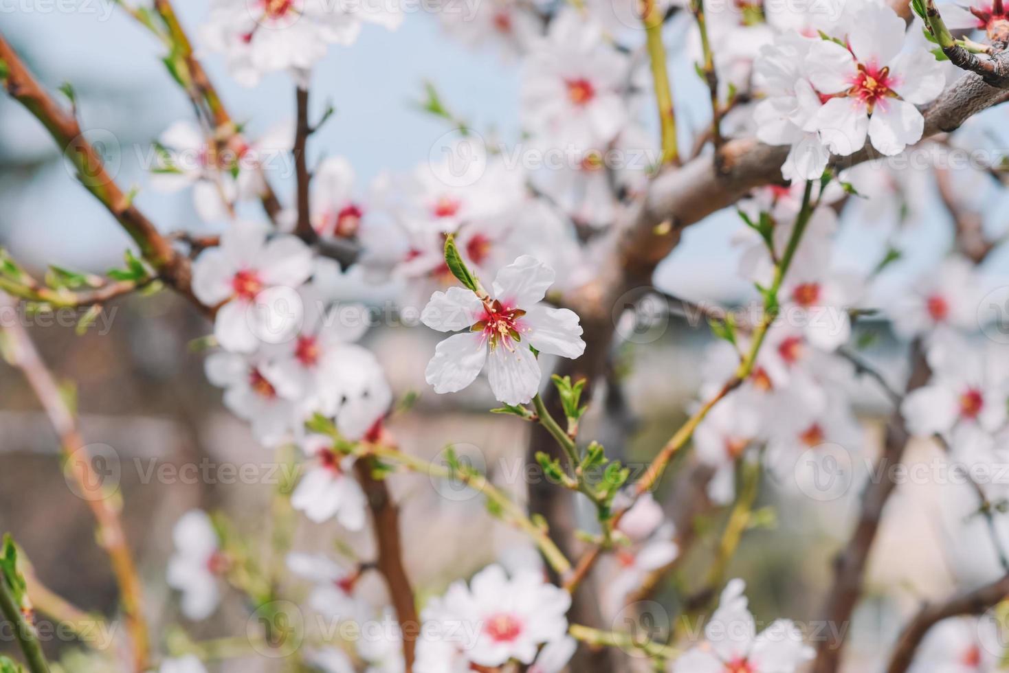 ein schließen oben von ein Kirsche blühen Baum mit Rosa Blumen foto